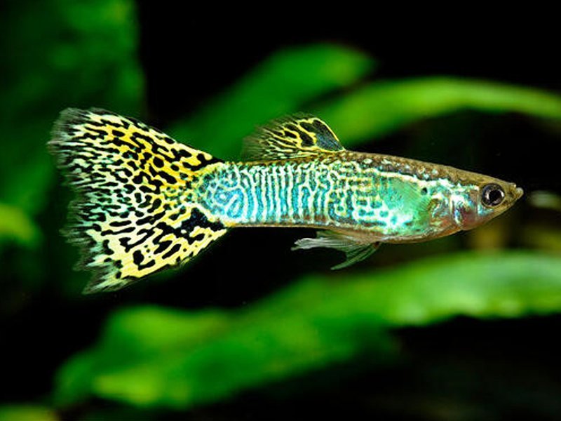 Fancy Guppy Pair (Green Cobra)