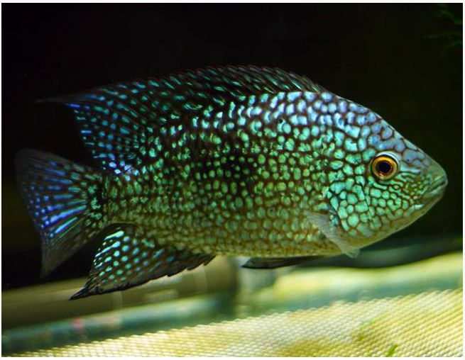 Texas Cichlid