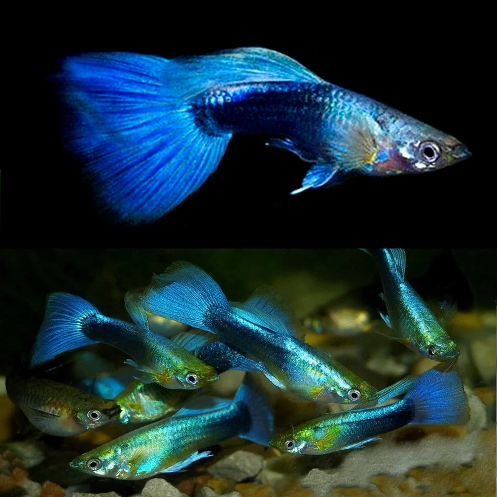 Male Fancy Guppy