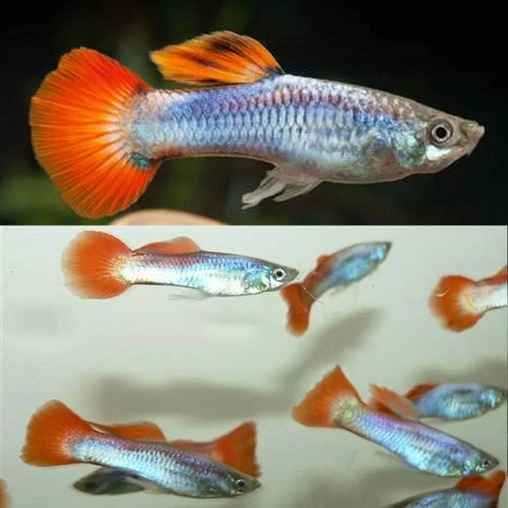 Male Fancy Guppy