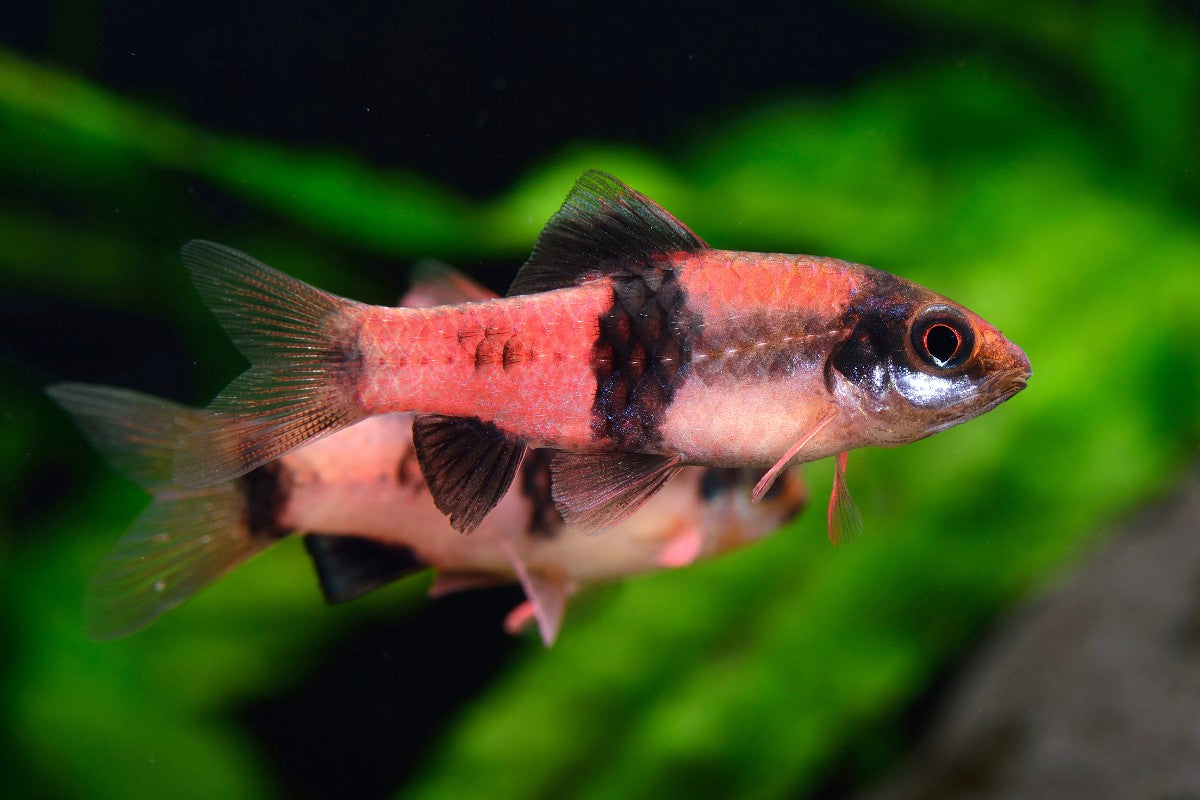 Melon Barb