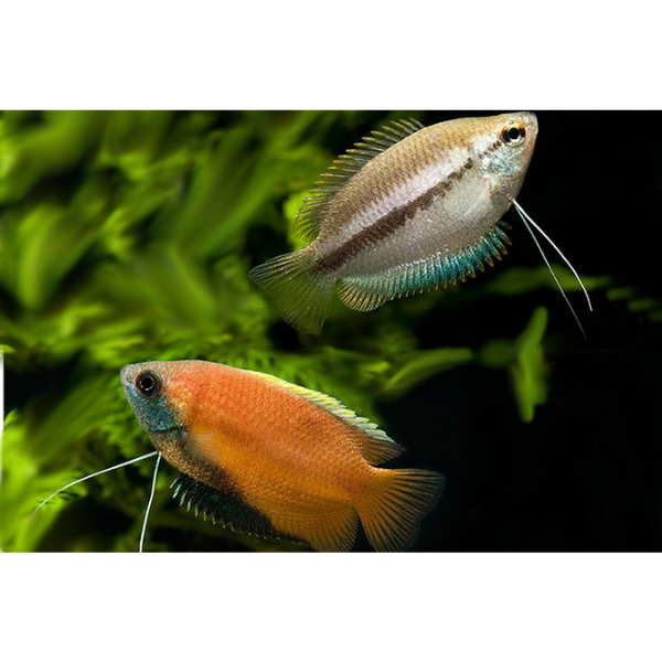 Honey Gourami