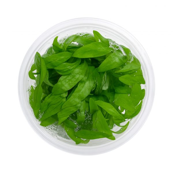 Hygrophila Siamensis Tissue Culture