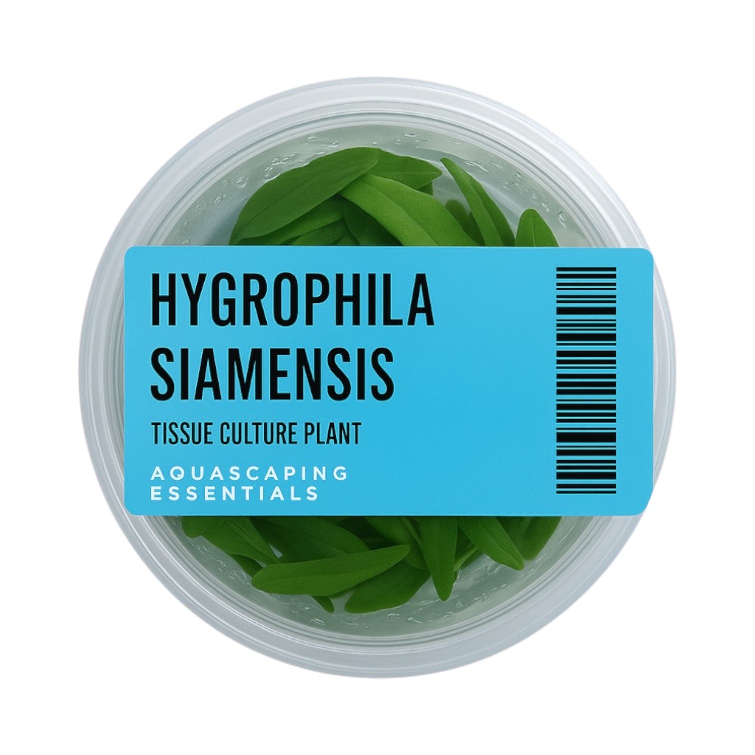 Hygrophila Siamensis Tissue Culture