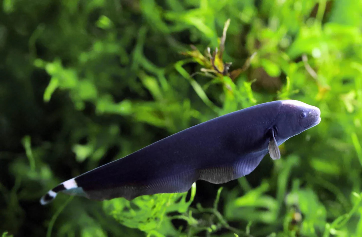 Black Ghost Knife