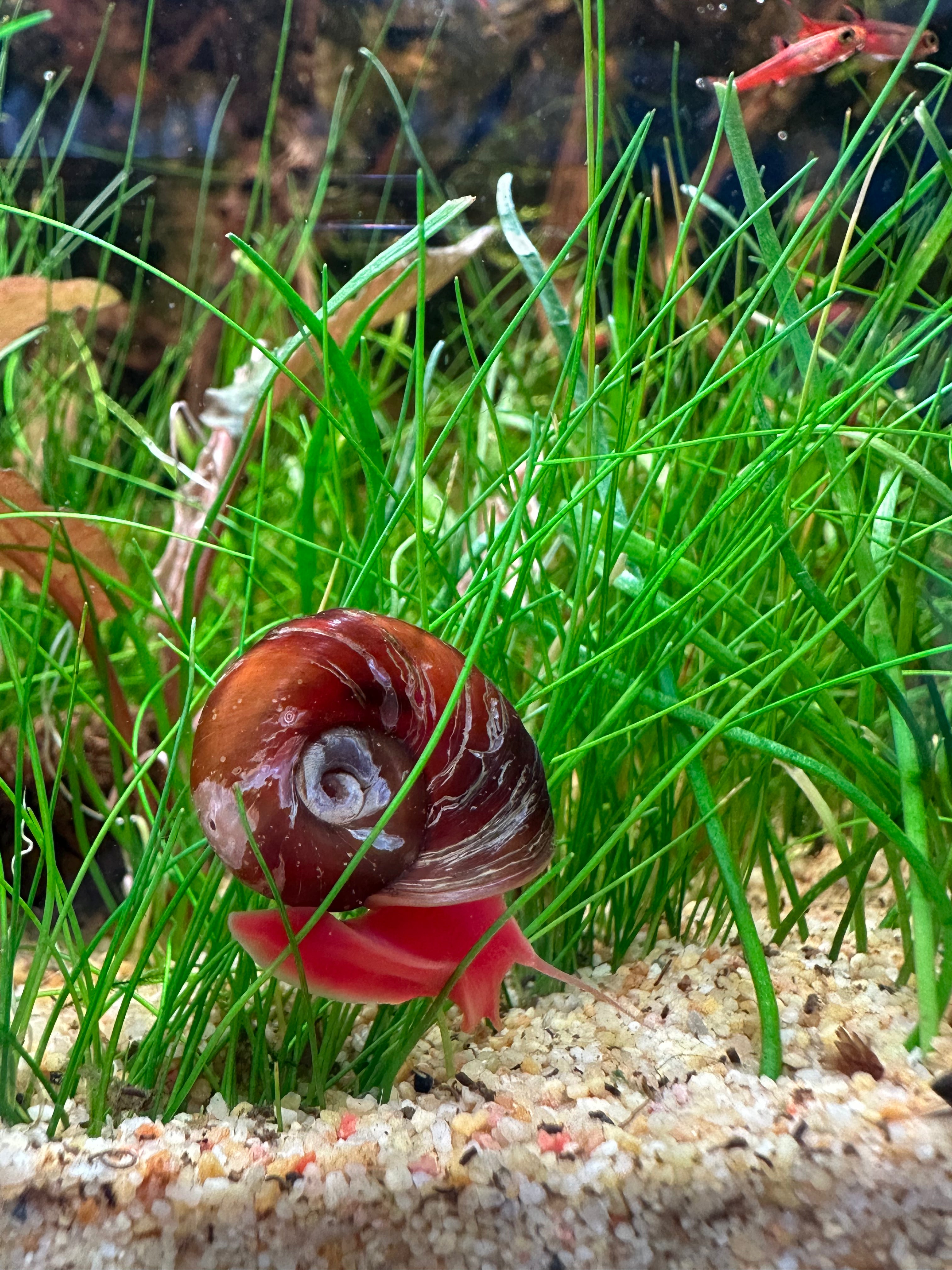 Ramshorn Snail