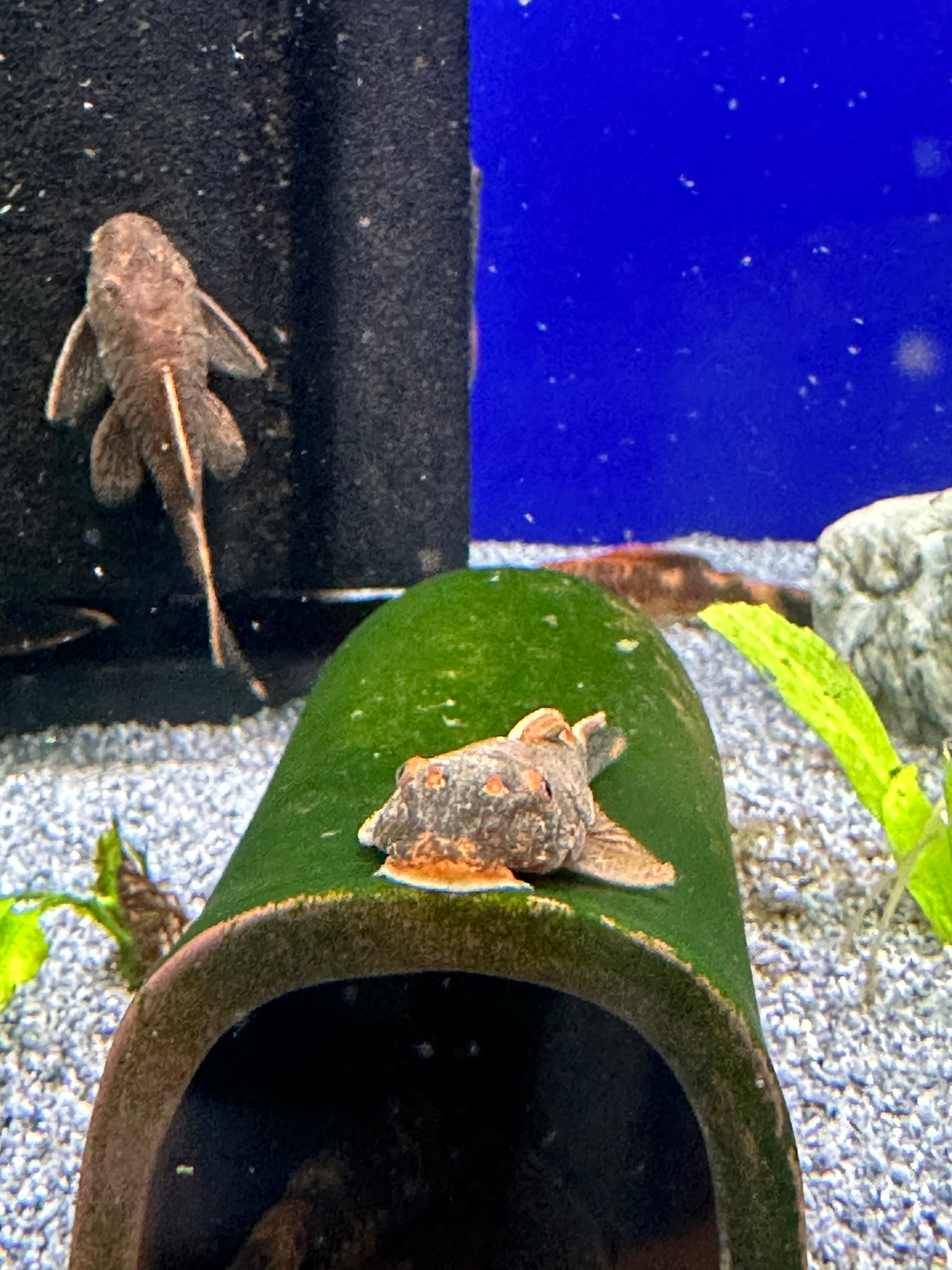 Bristlenose pleco with dark brown body, orange spotting and broad fins resting on algae-covered pipe in freshwater aquarium with gravel and blue background