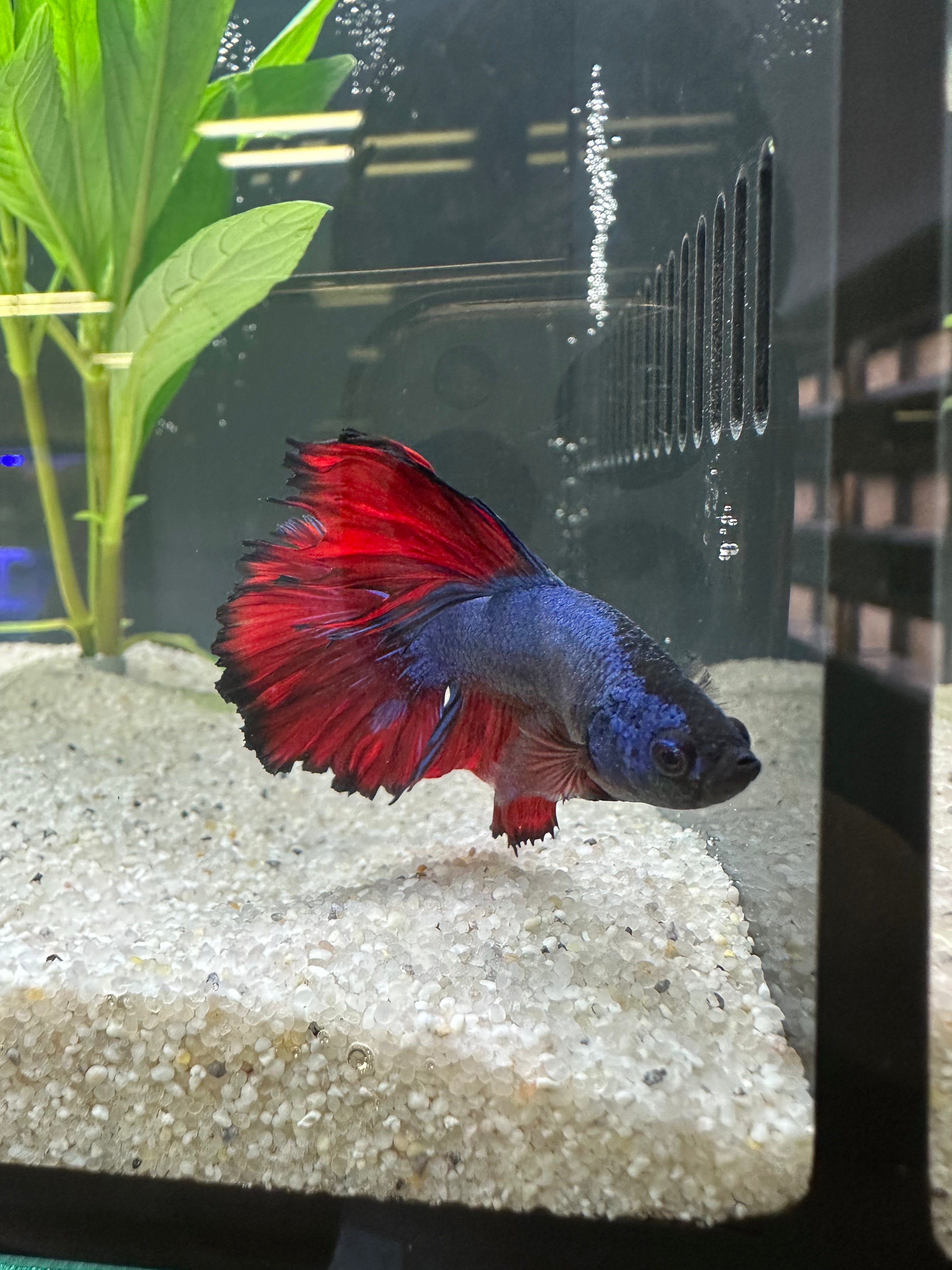 Rosetail Male Betta