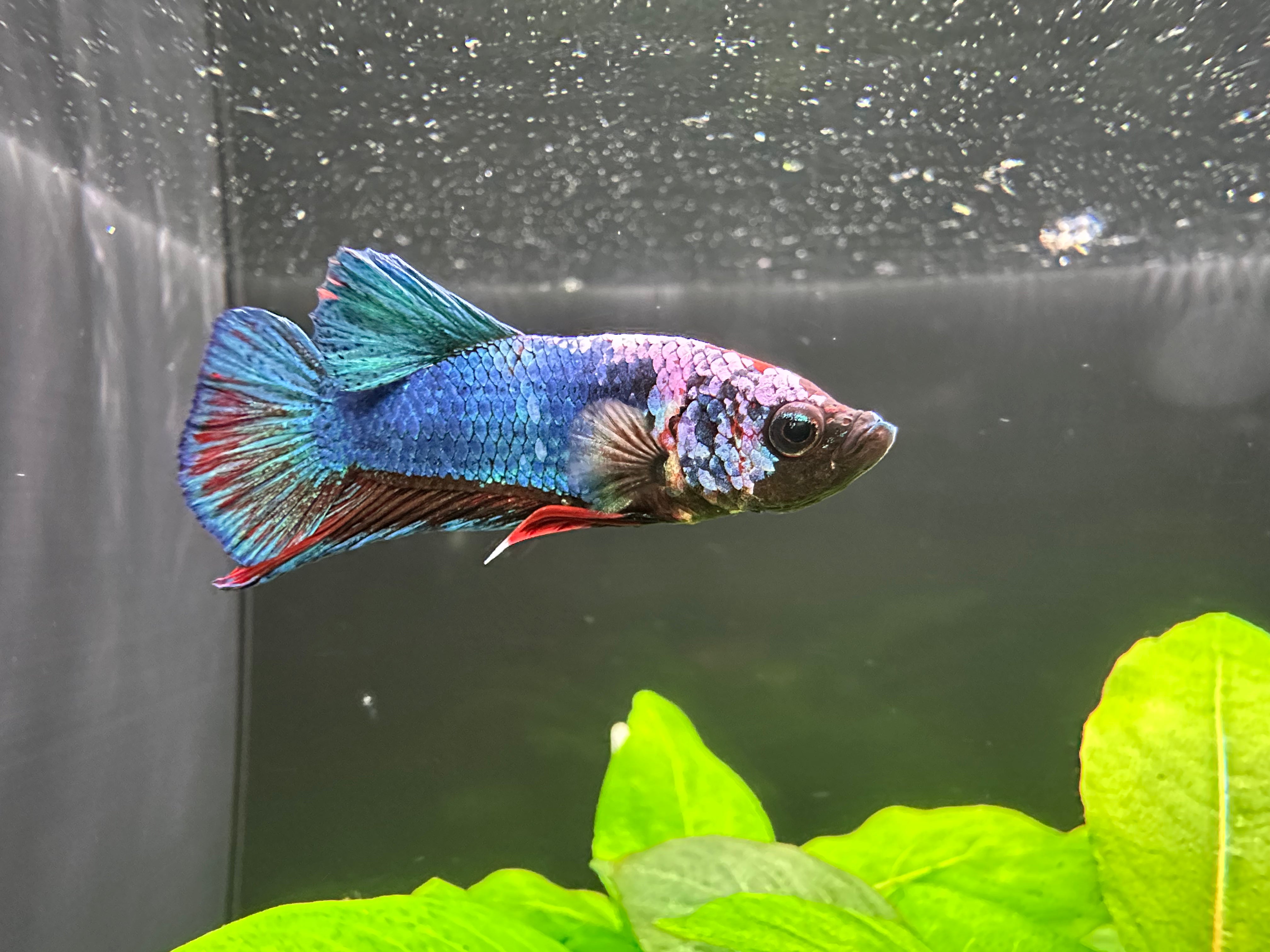 Koi Male Betta (A2)