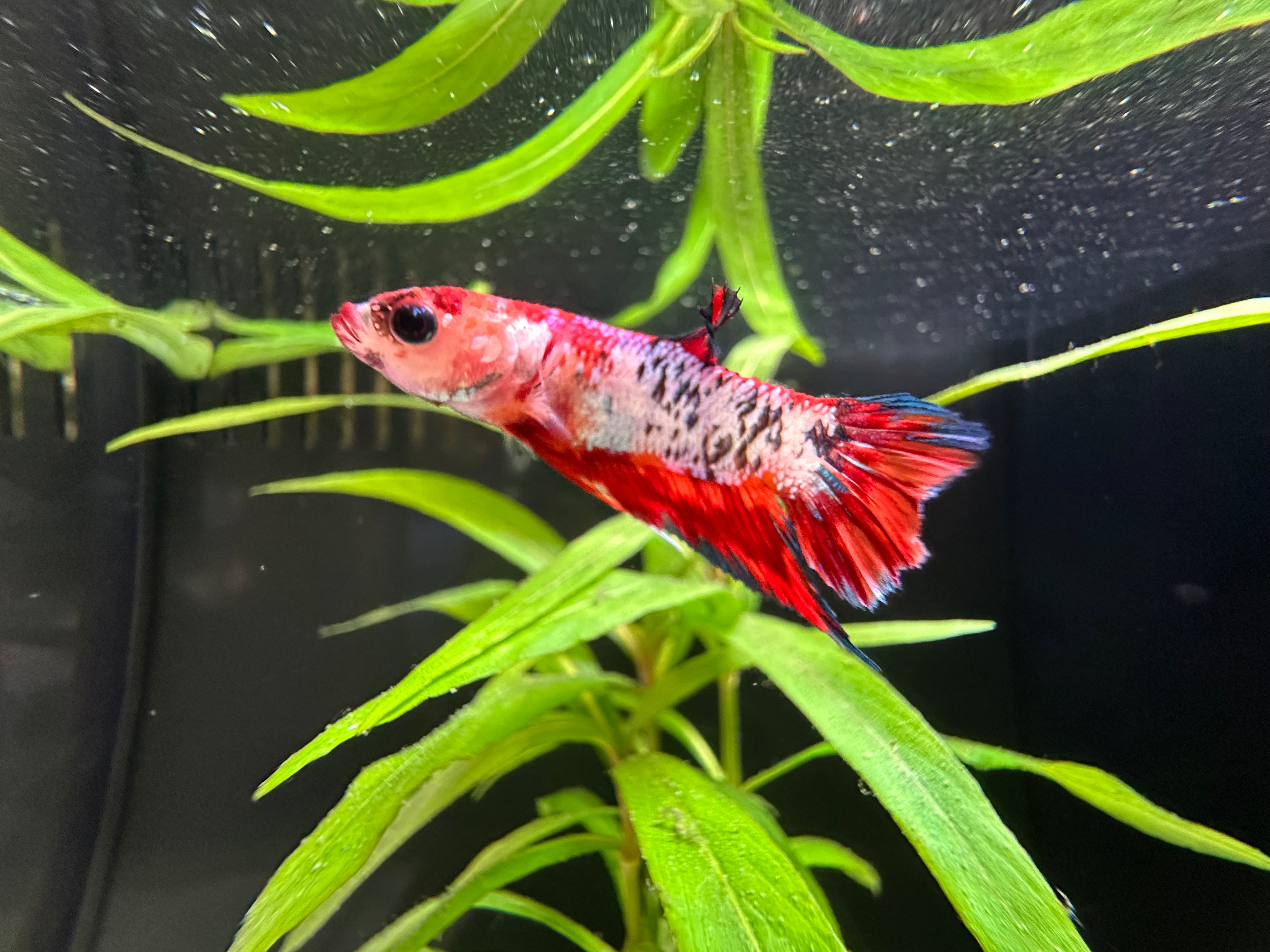 Koi Male Betta (A1)