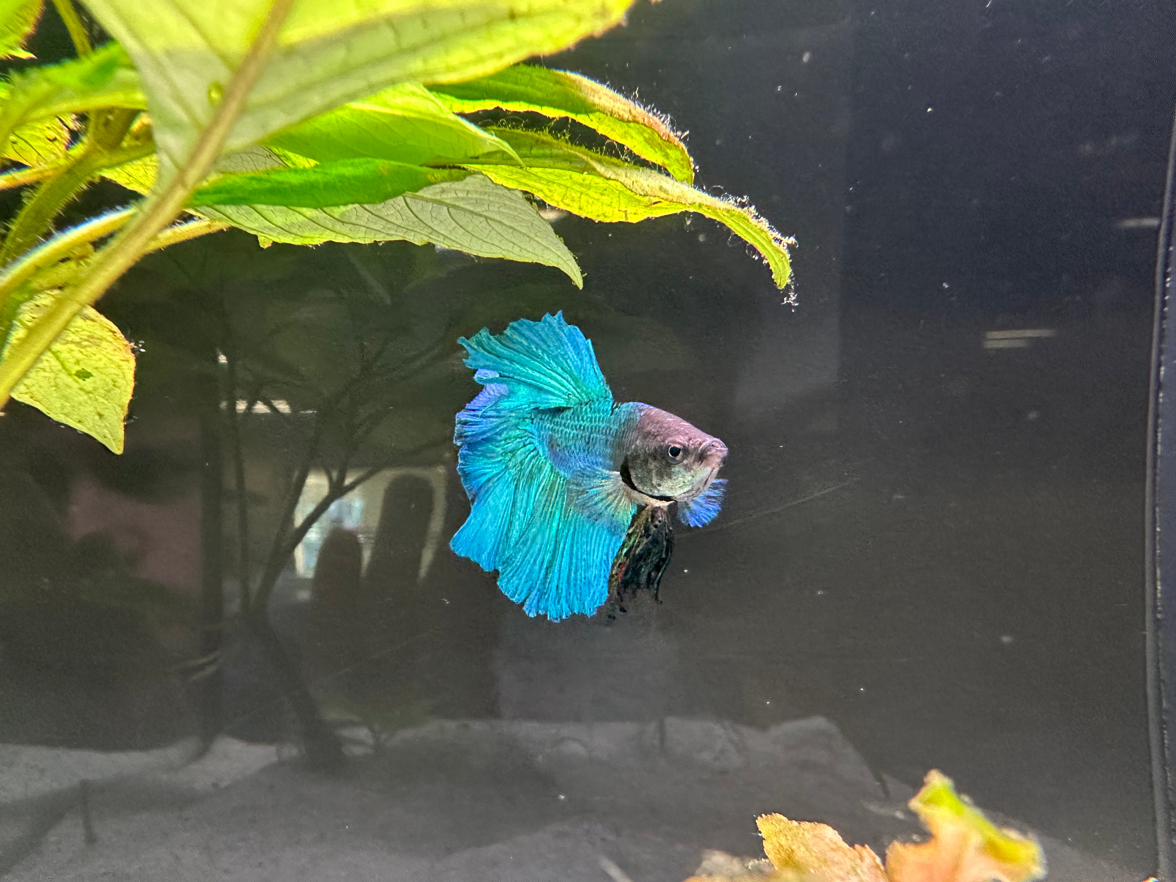 Tattytail Male Betta (A4)