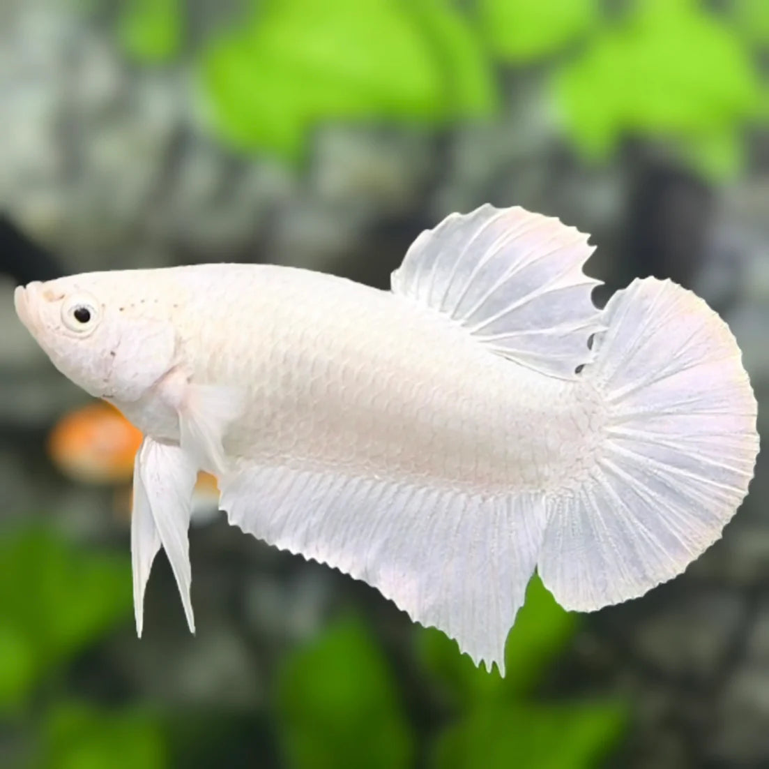 Platinum White Plakat Male Betta