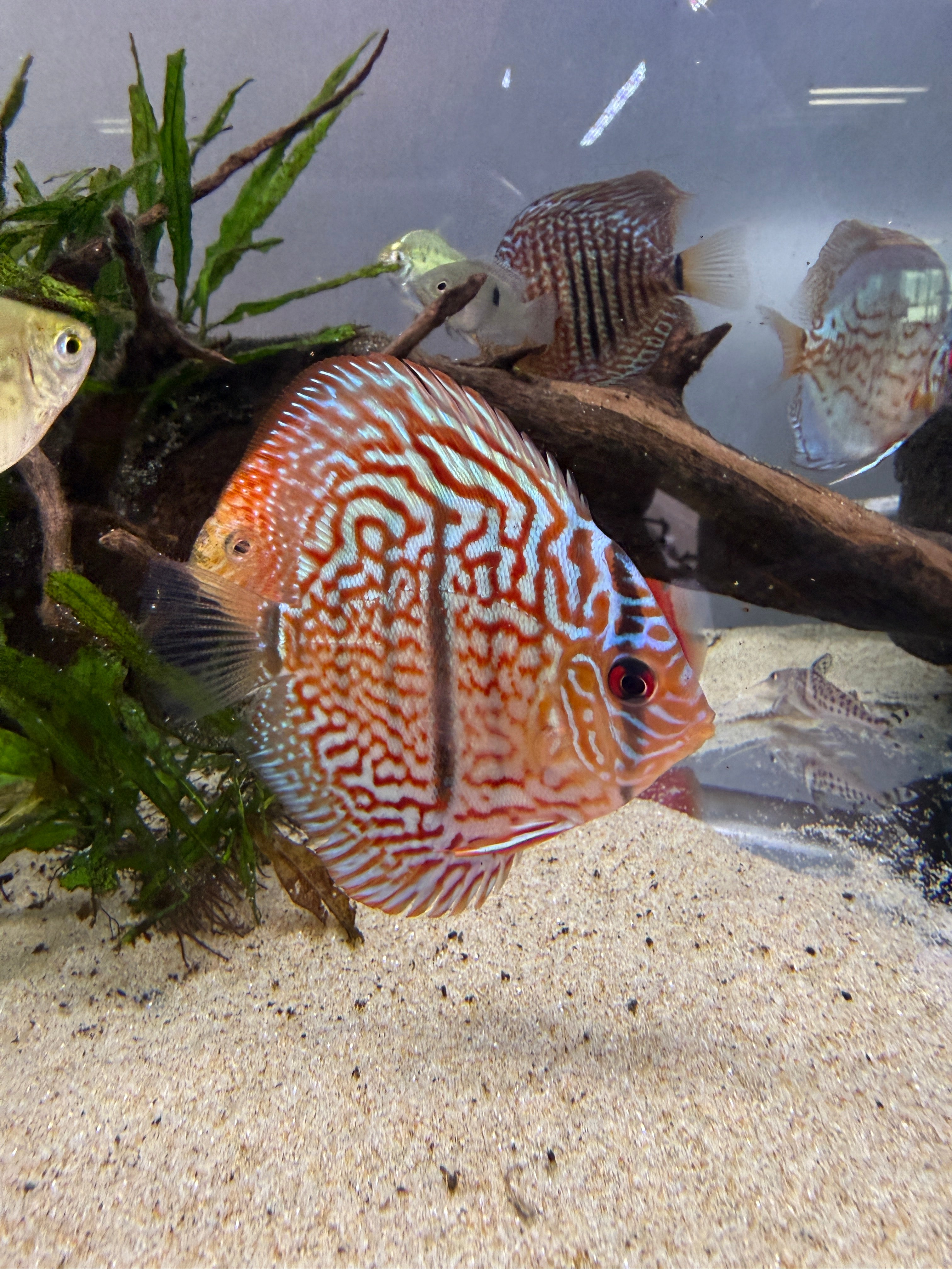Vietnamese Heckle × Turquoise Discus