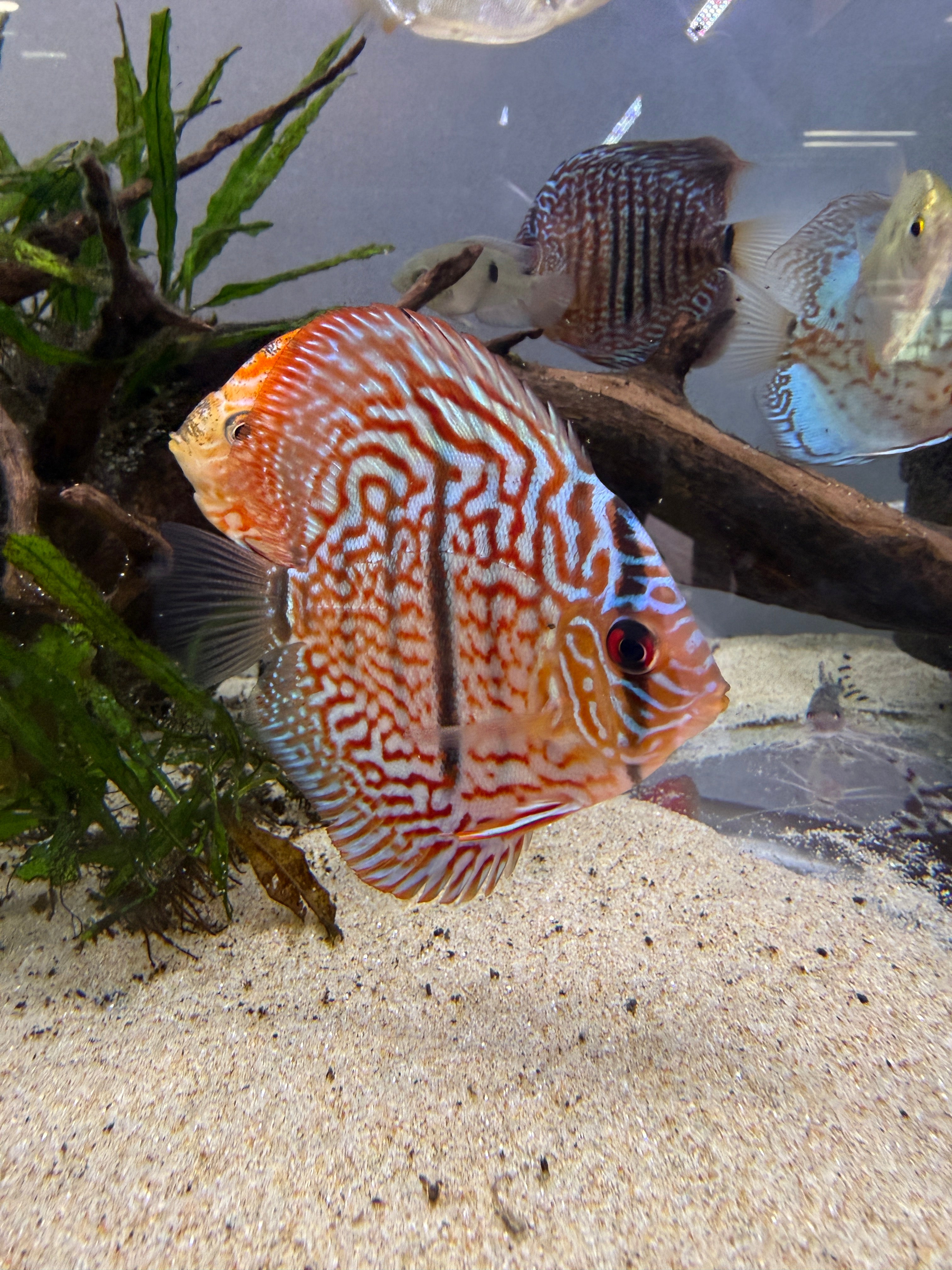 Vietnamese Heckle × Turquoise Discus