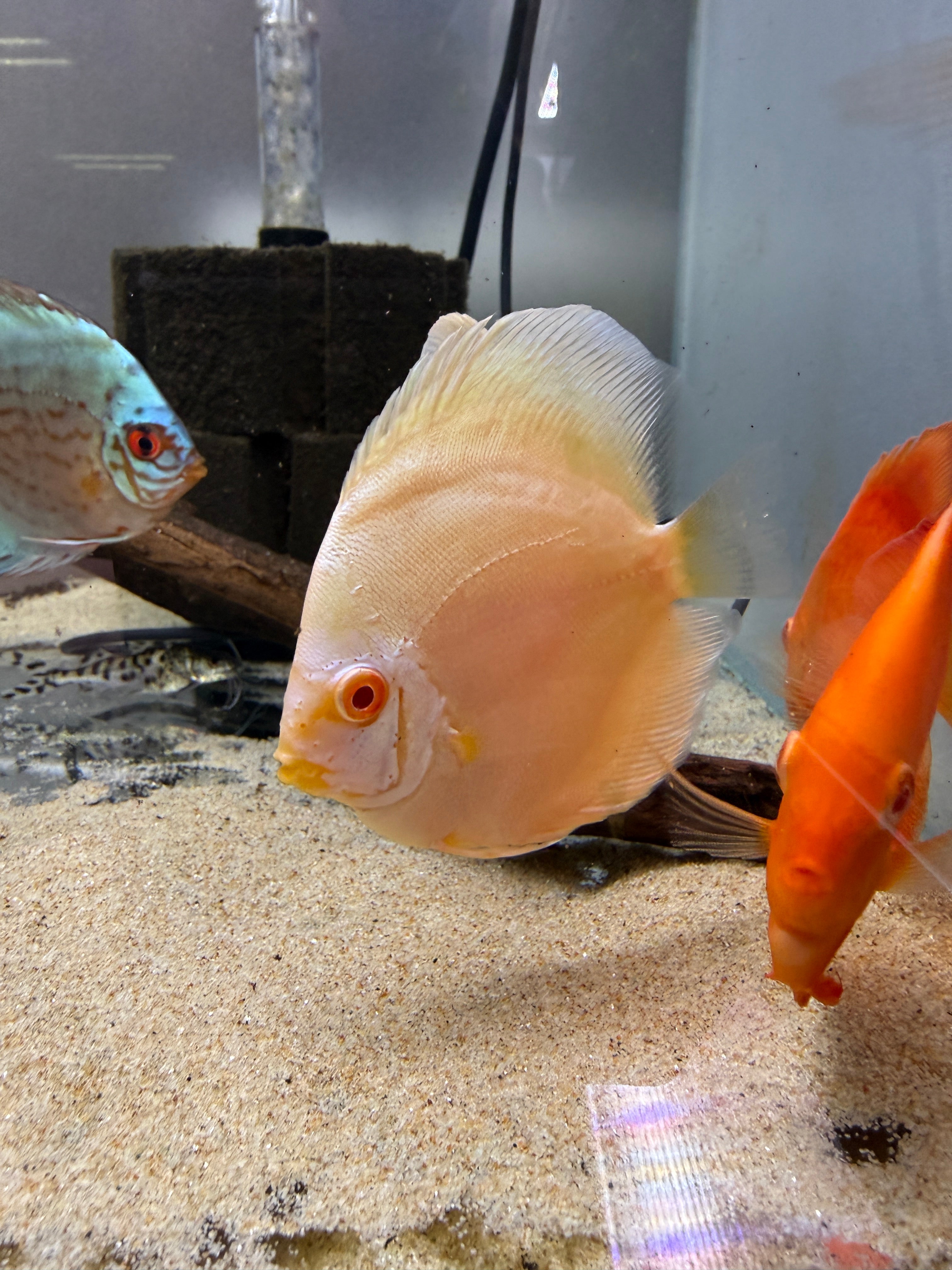 Albino Blue Diamond Discus
