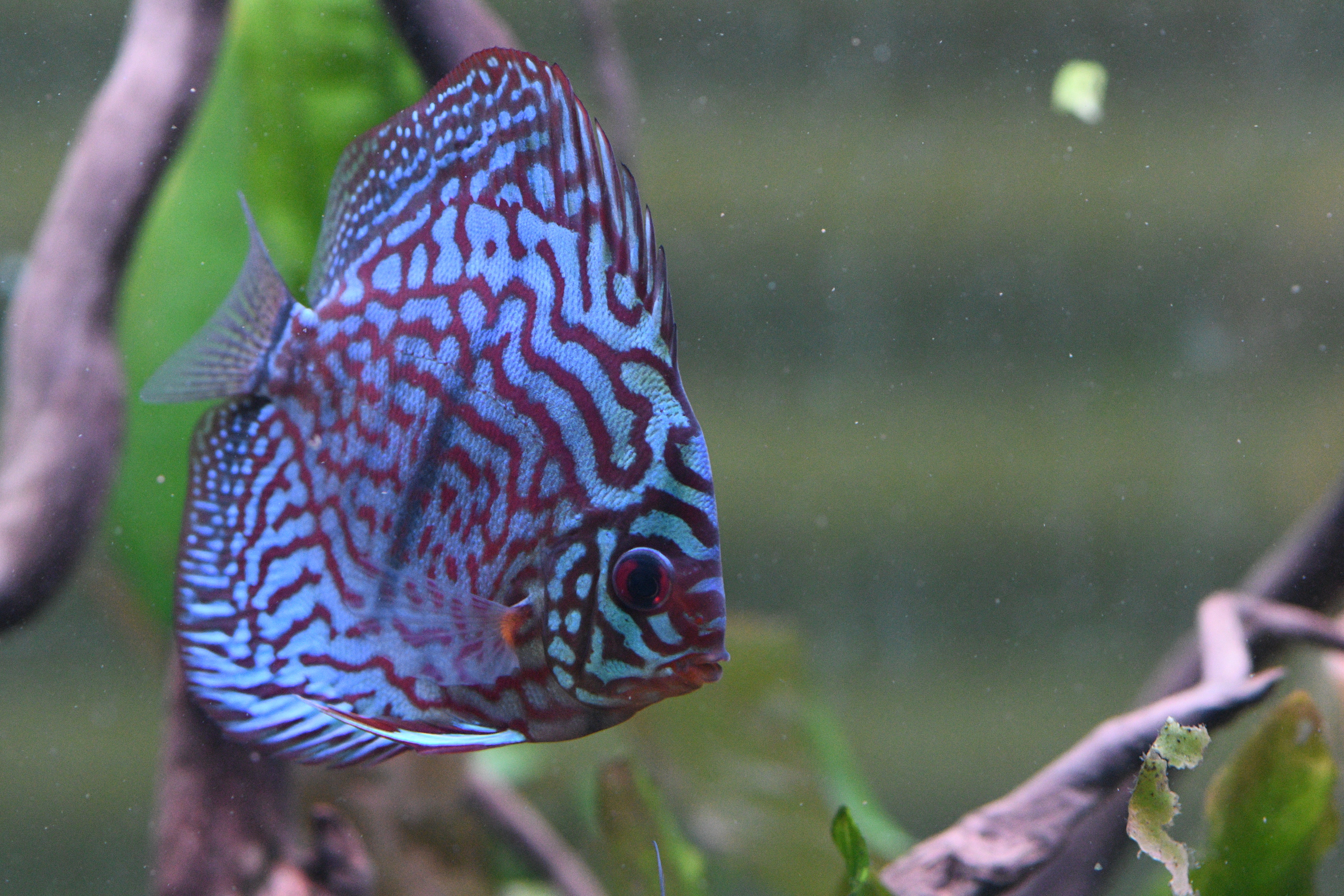 WYSIWYG - Red Turquoise Discus