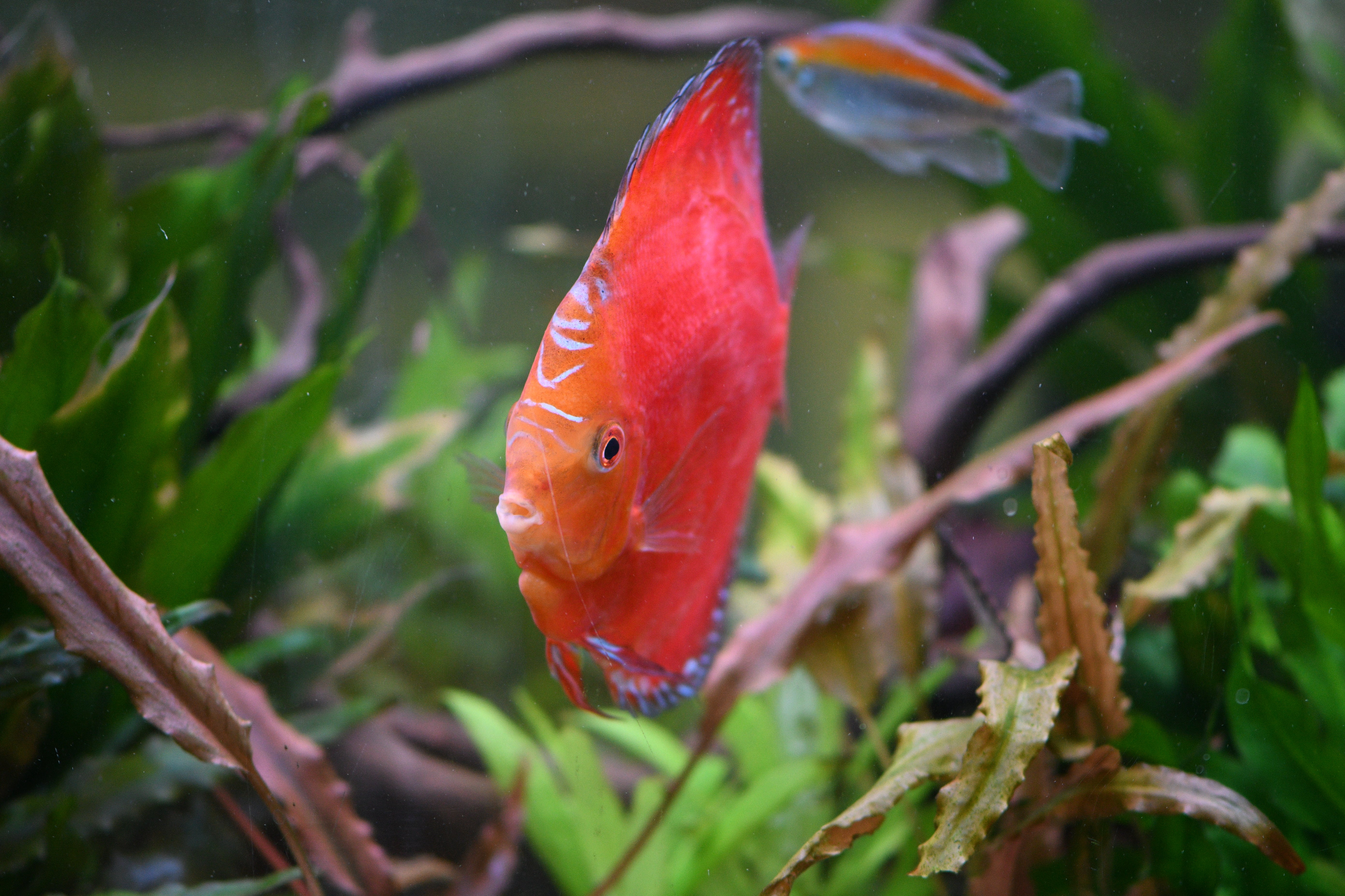 WYSIWYG - Jumbo Red Rafflesia Discus