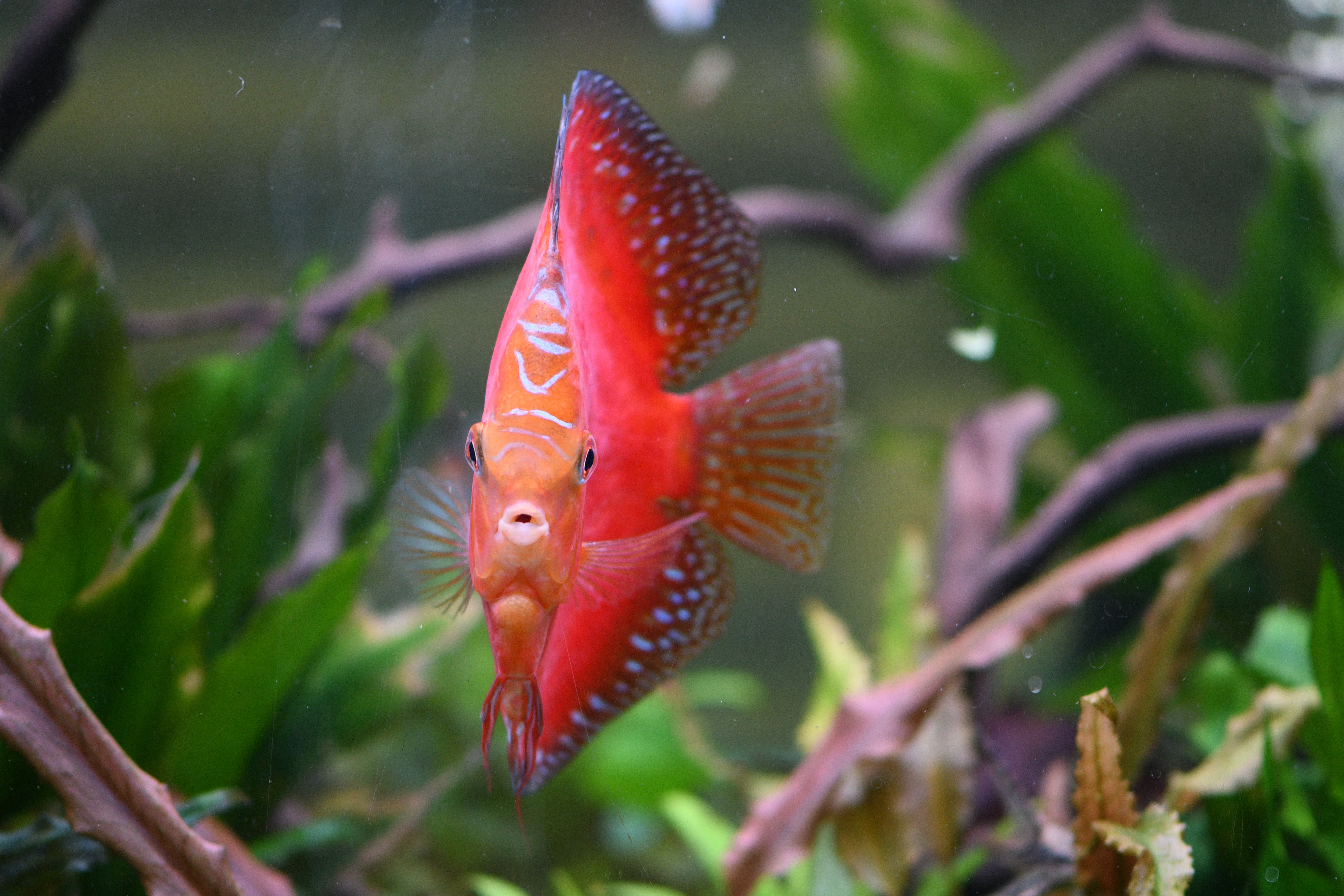 WYSIWYG - Jumbo Red Rafflesia Discus