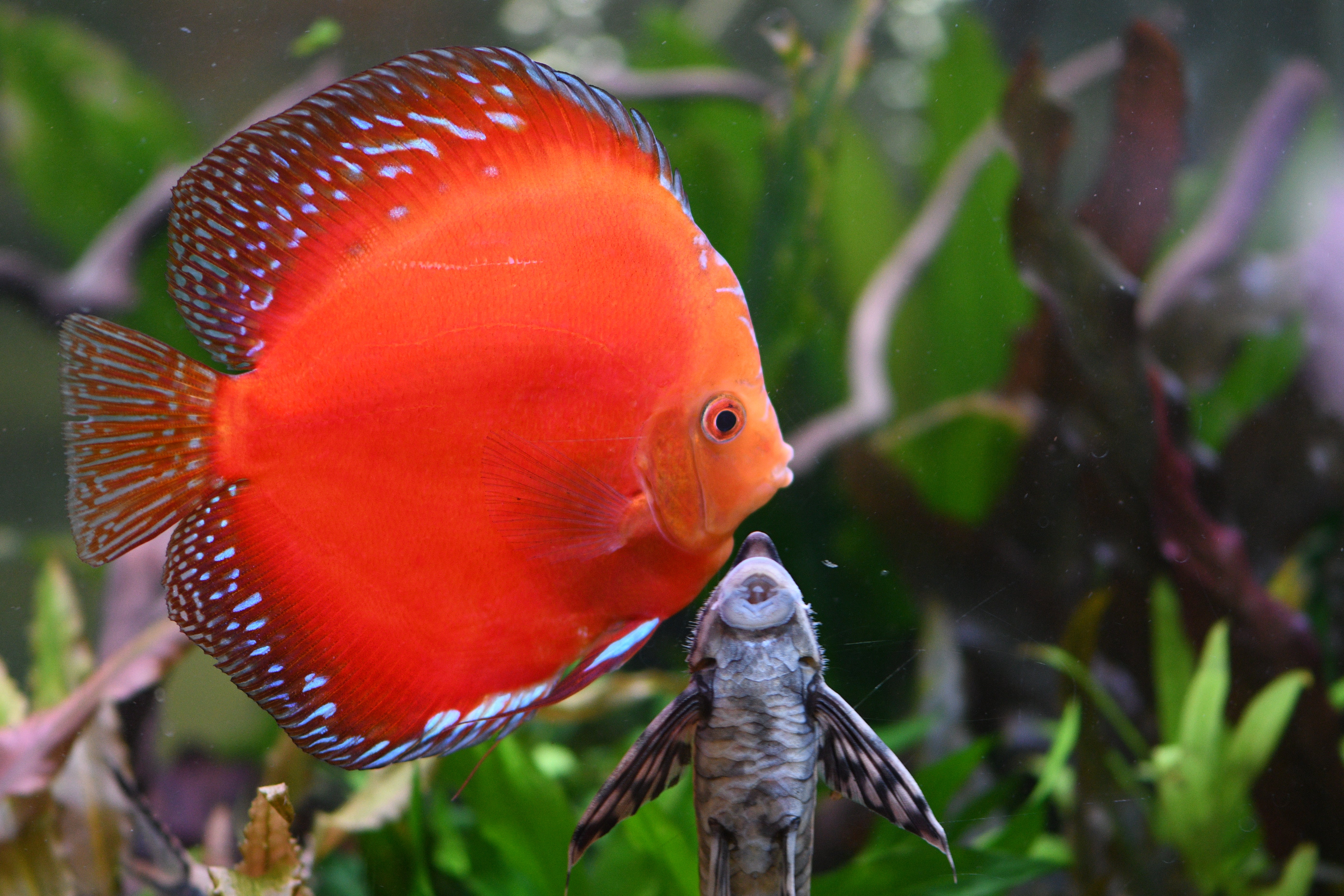WYSIWYG - Jumbo Red Rafflesia Discus