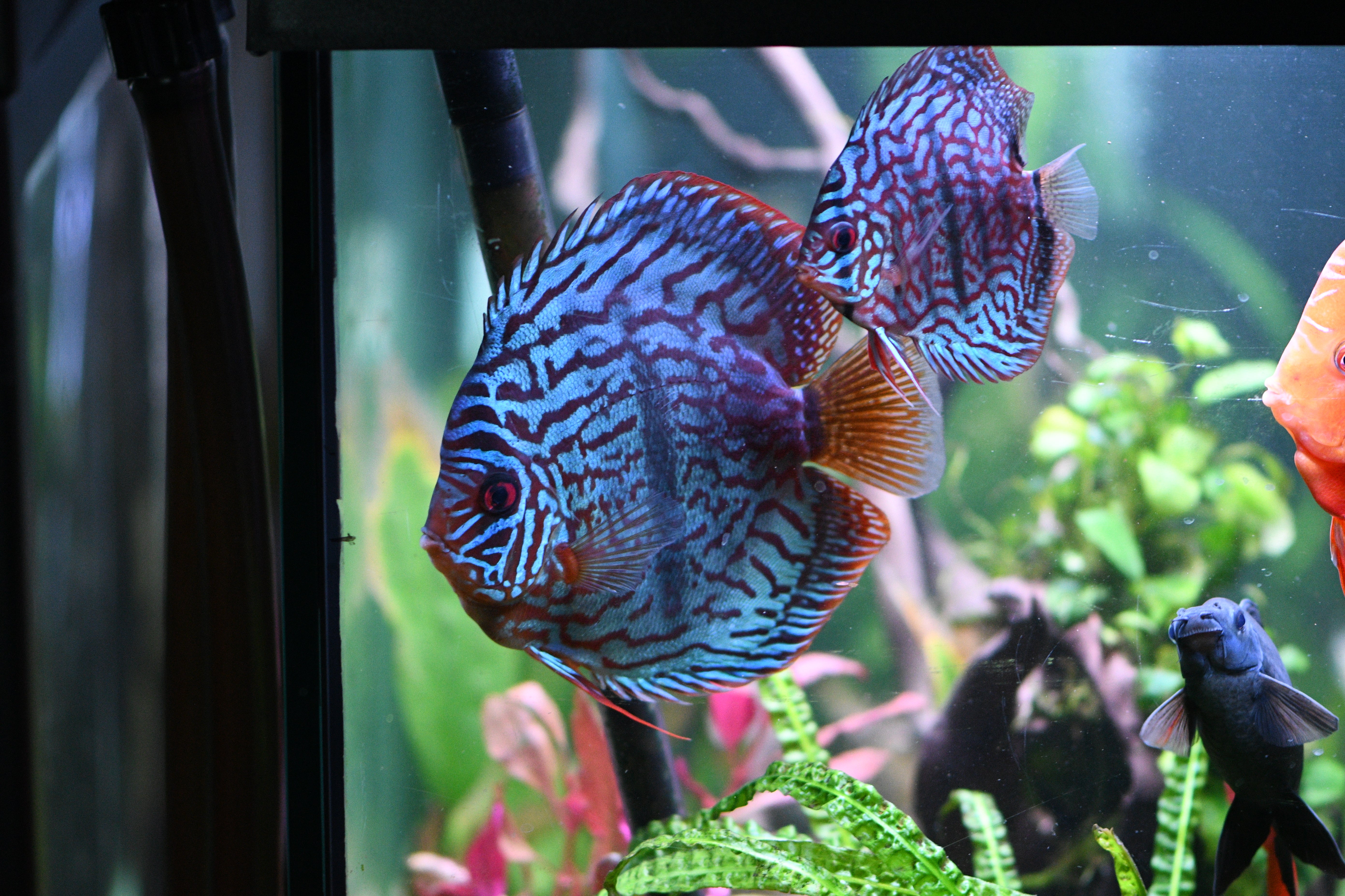 WYSIWYG - Jumbo Turquoise X Heckel Discus