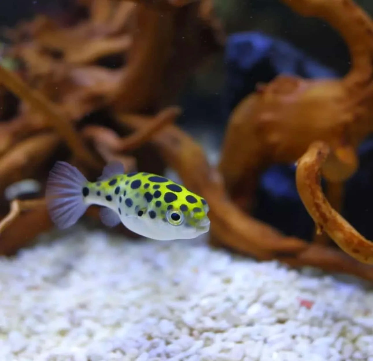 Green Spotted Puffer