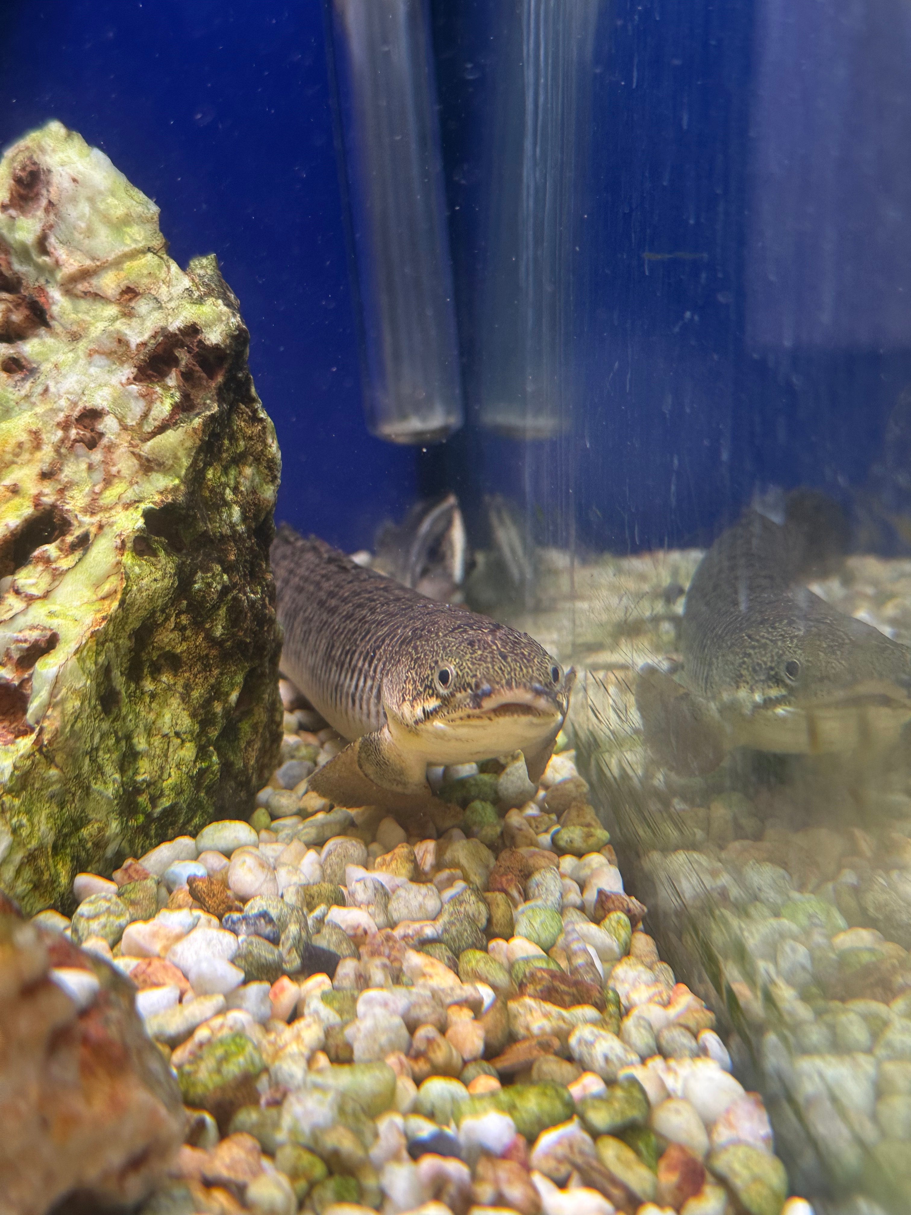 Polypterus Palmas Bichir Pair (XL)