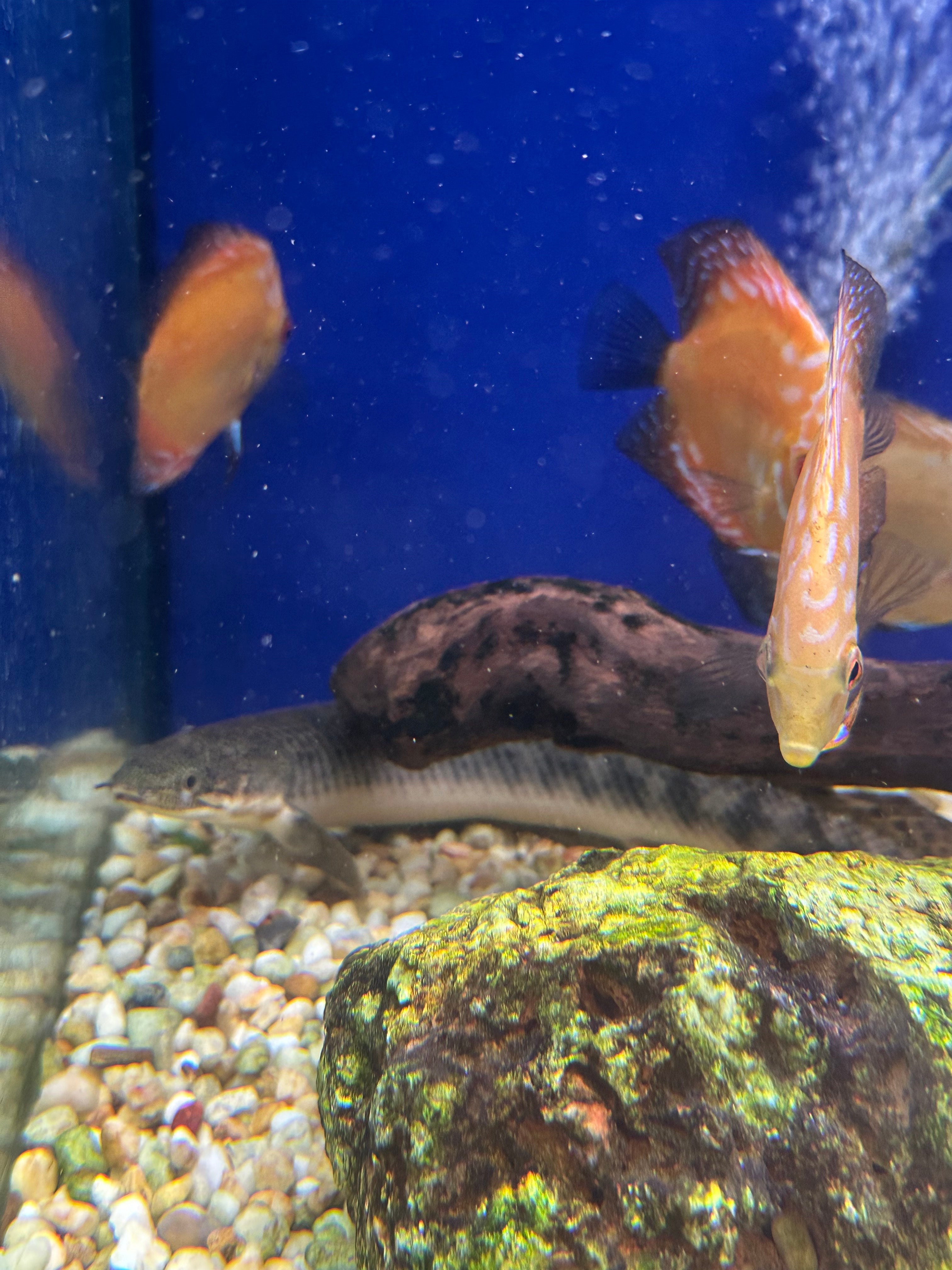Polypterus Palmas Bichir Pair (XL)