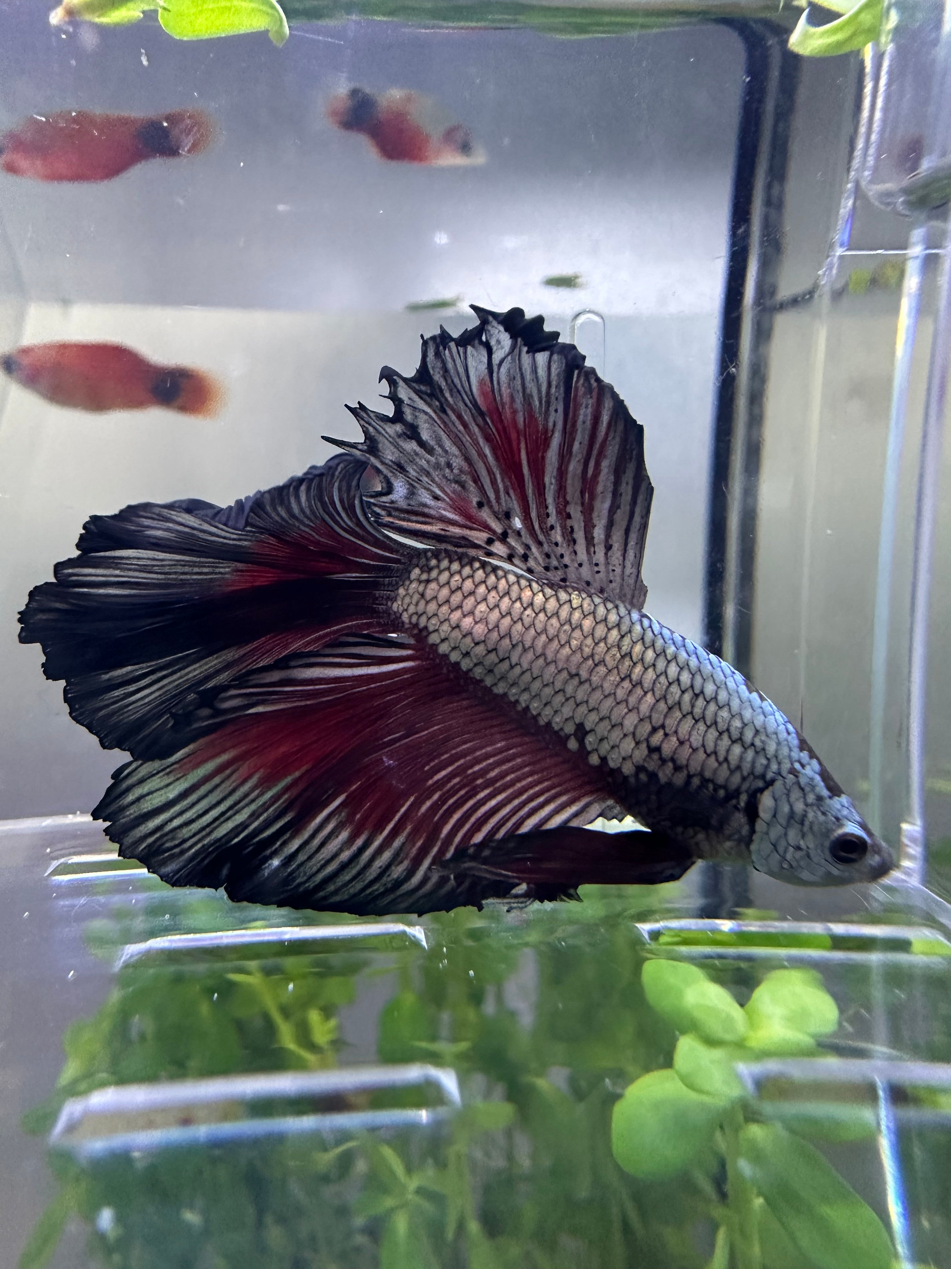 Dragon Halfmoon Male Betta
