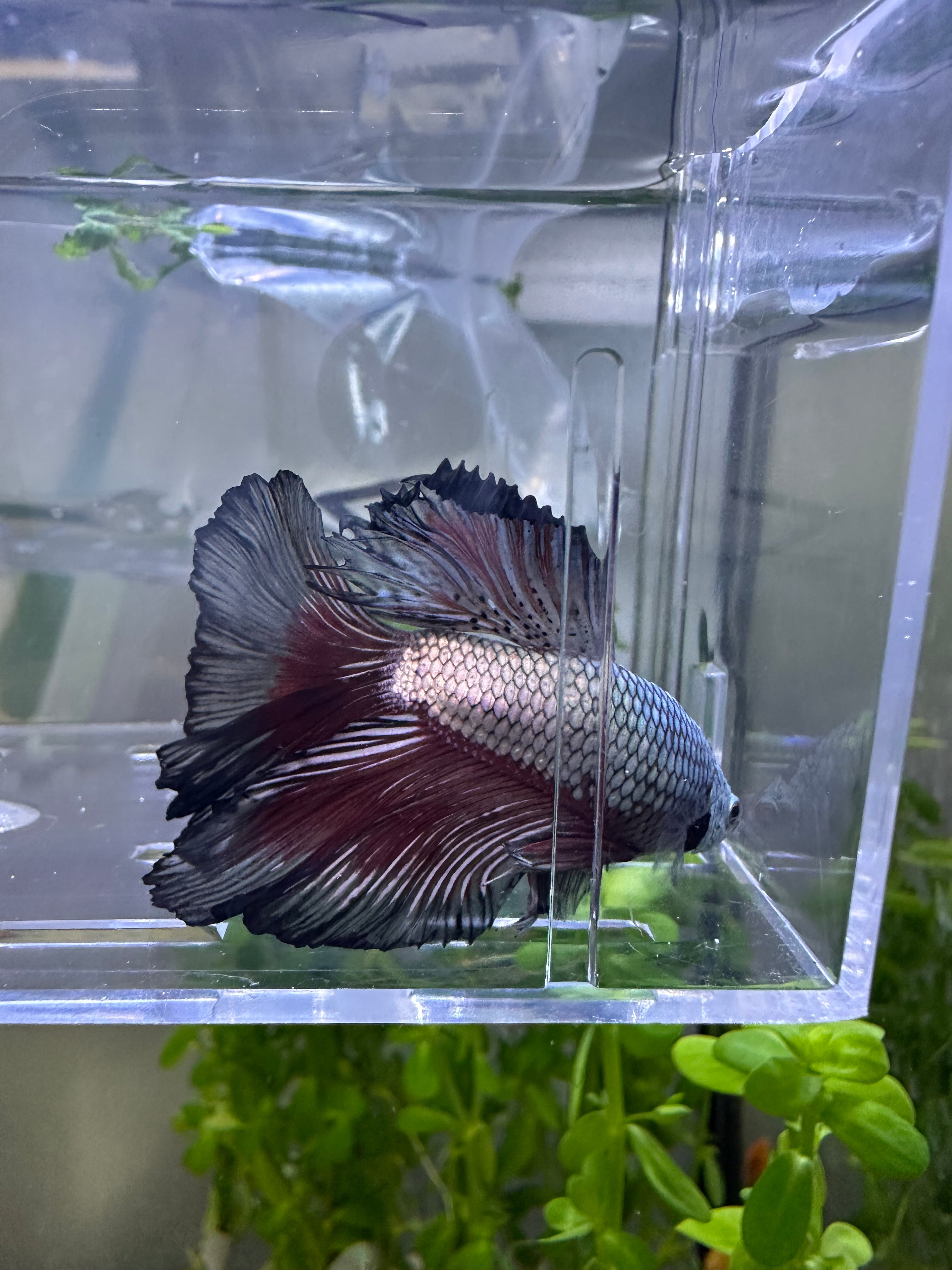 Dragon Halfmoon Male Betta