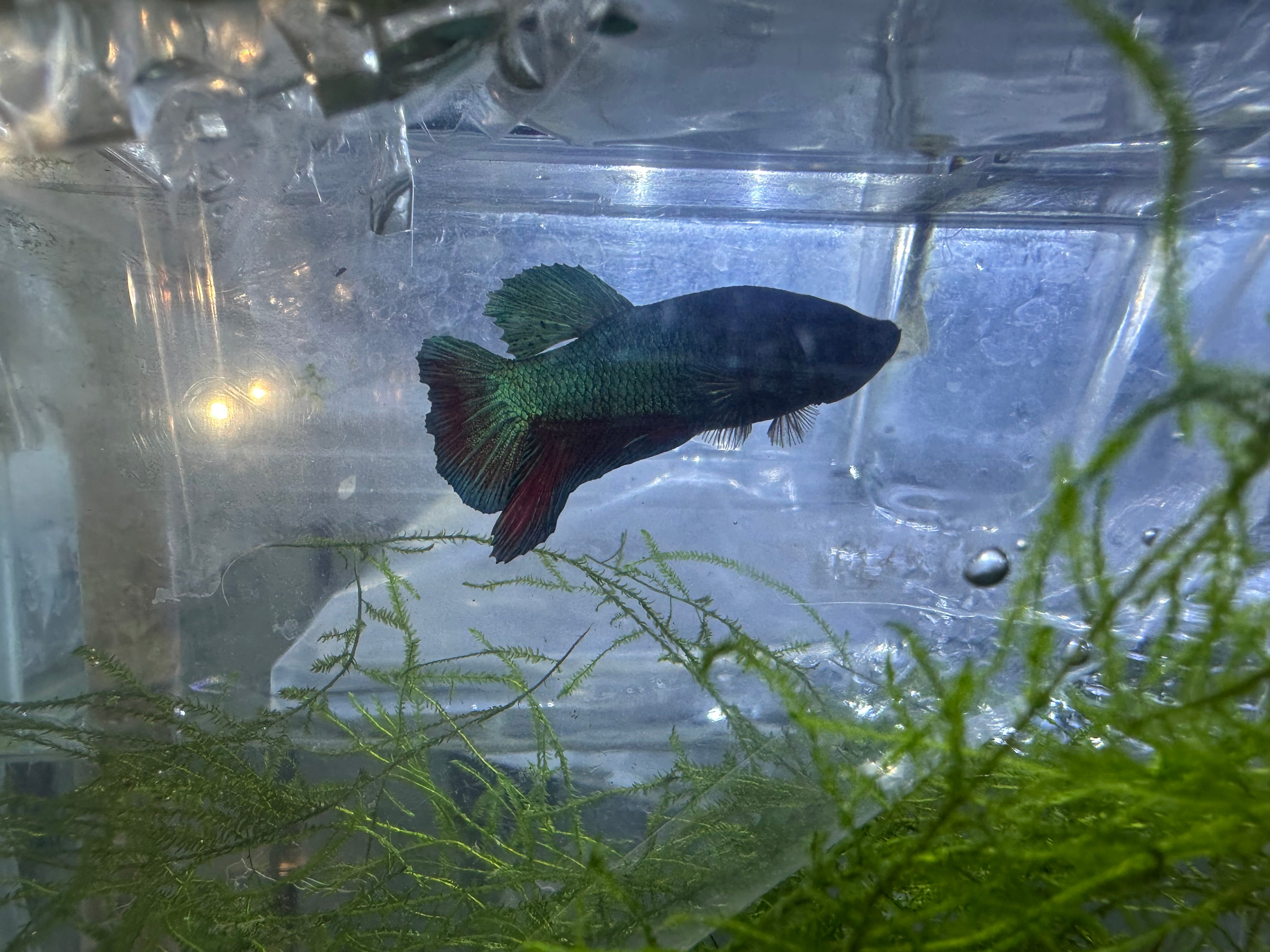 Assorted Plakatt Male Betta