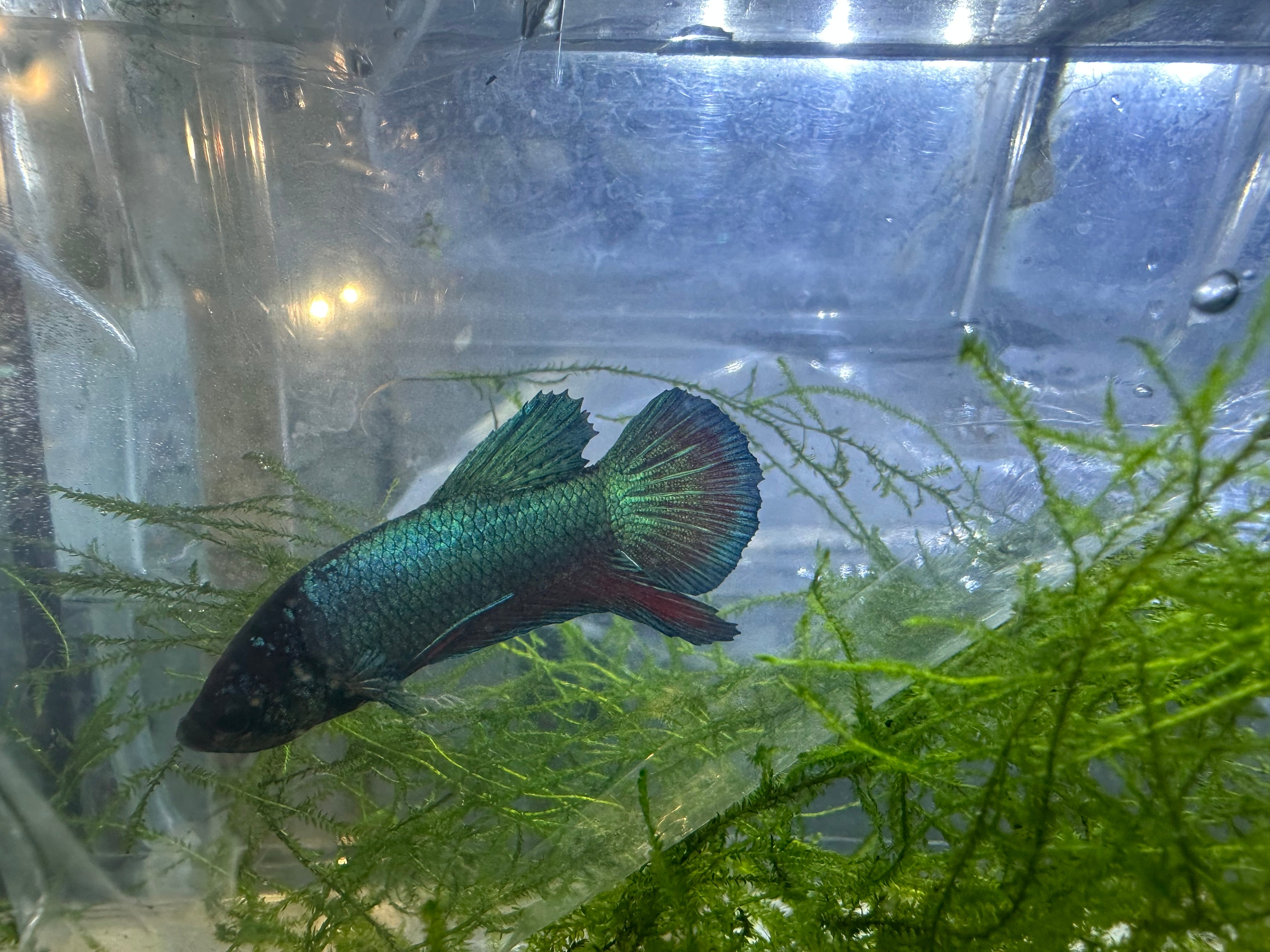 Assorted Plakatt Male Betta