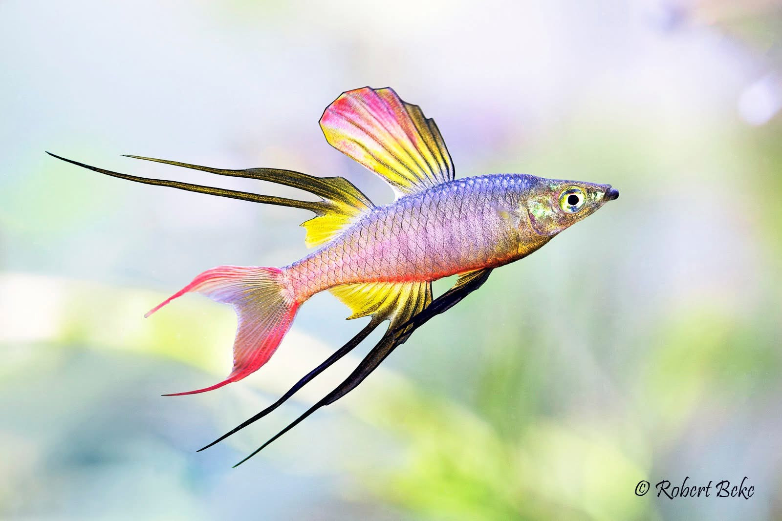 Threadfin rainbowfish with iridescent silver body, yellow and red fins and long black filament extensions swimming in softly blurred planted aquarium background