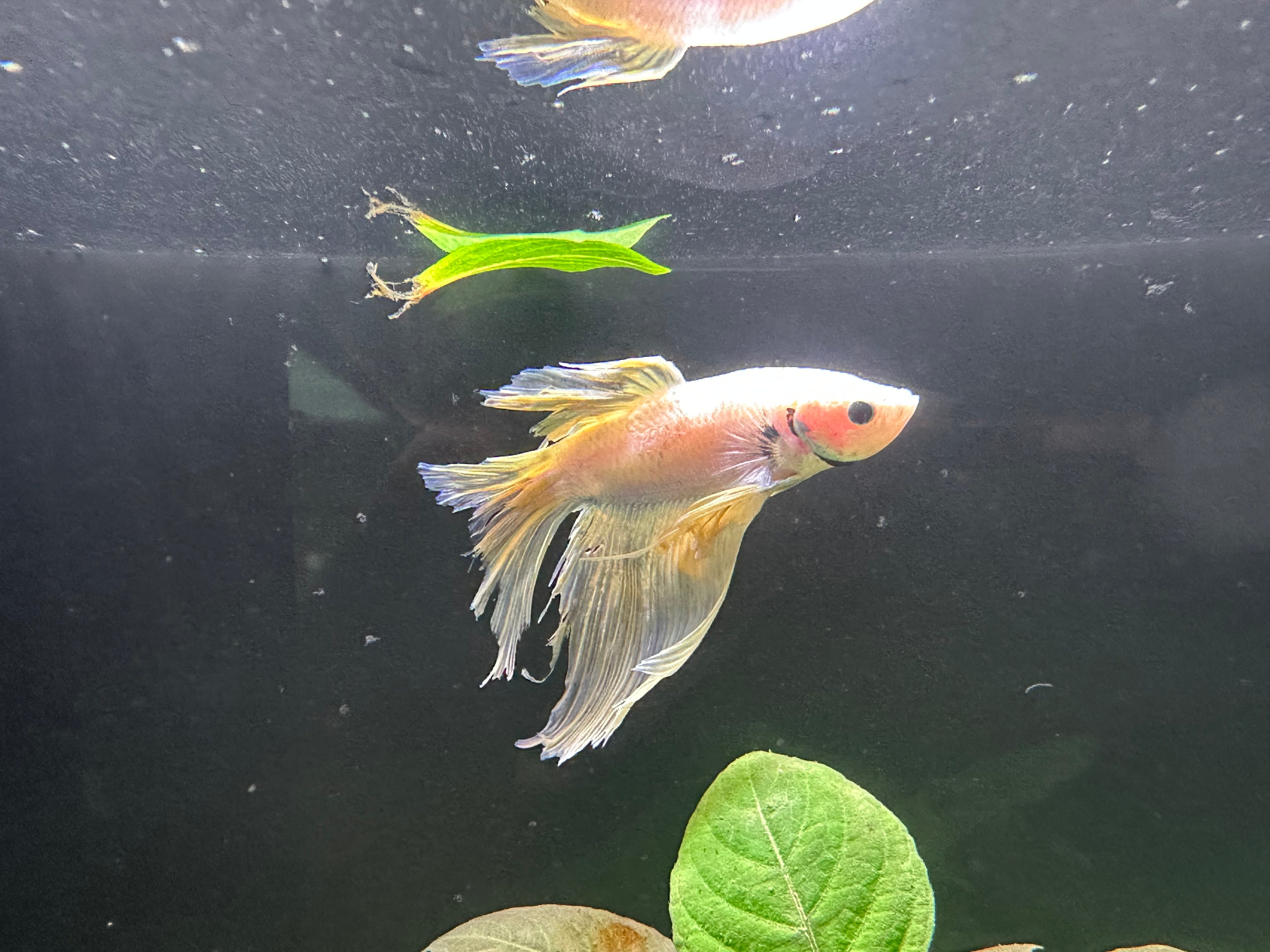 Assorted Tattytail Male Betta