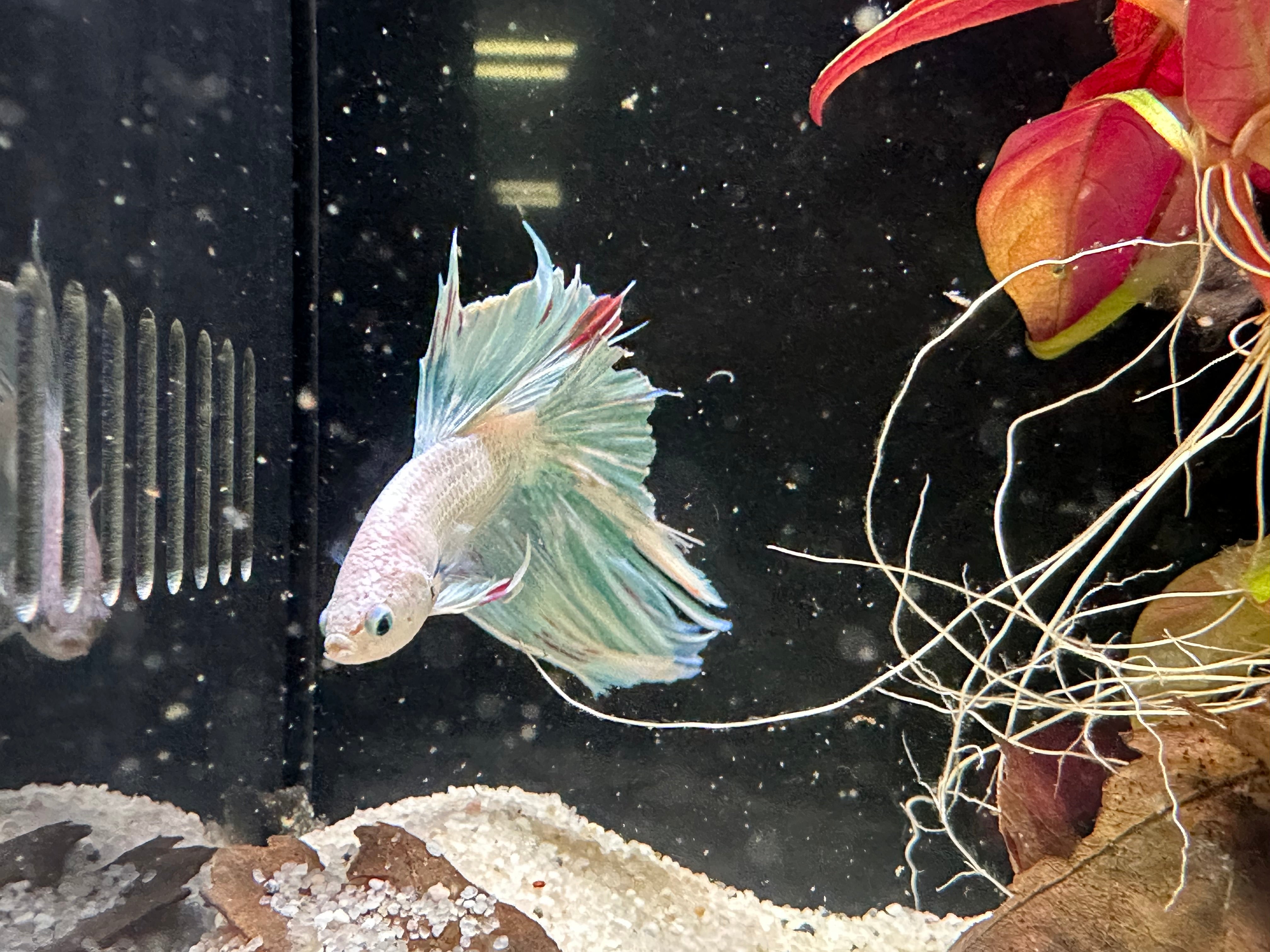 Assorted Tattytail Male Betta