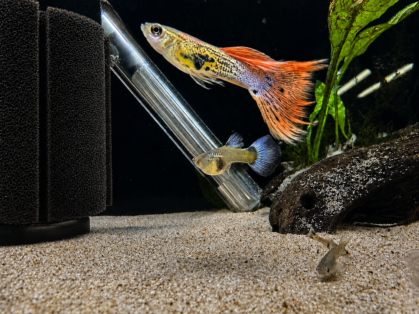 Metal Coral Guppy Pair