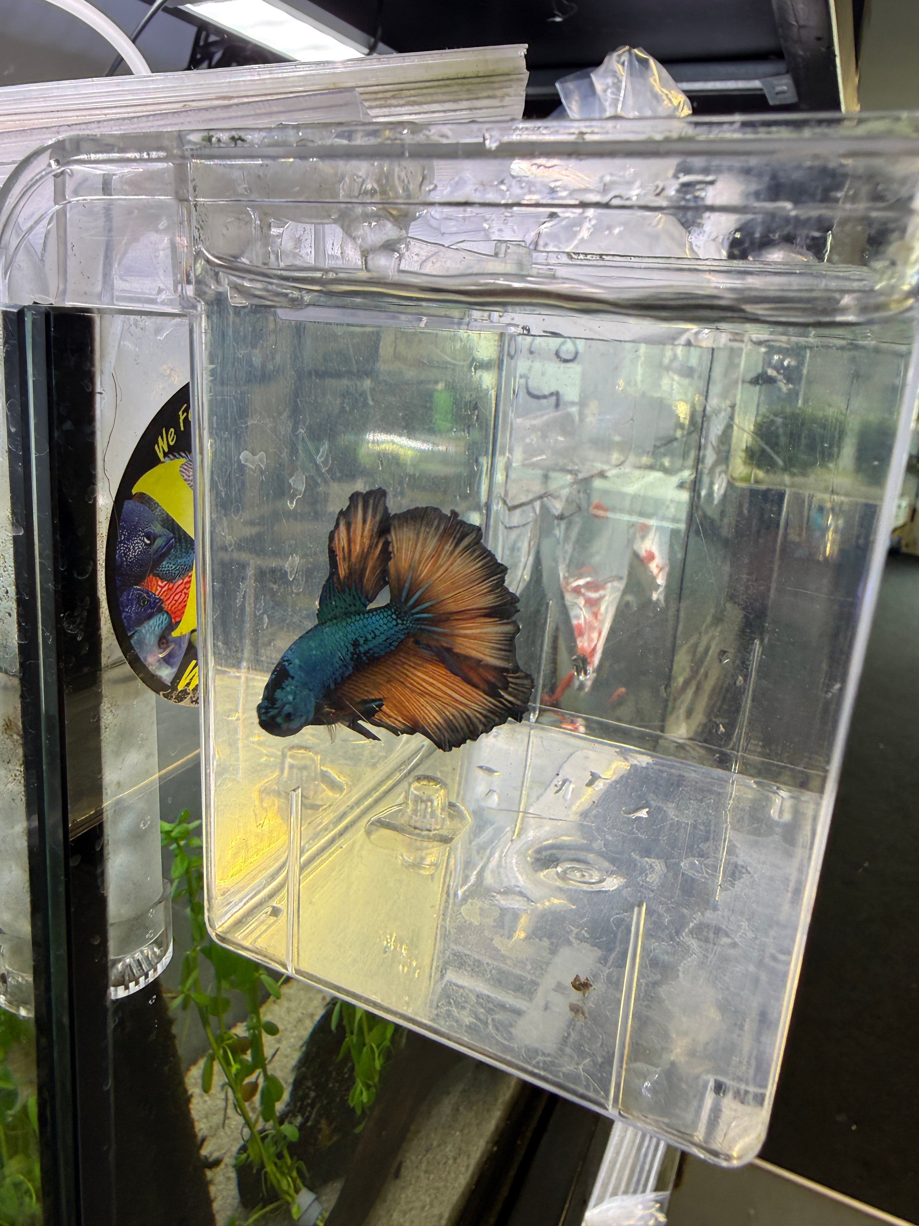 (WYSIWYG) Halfmoon Male Betta - Mustard Gas