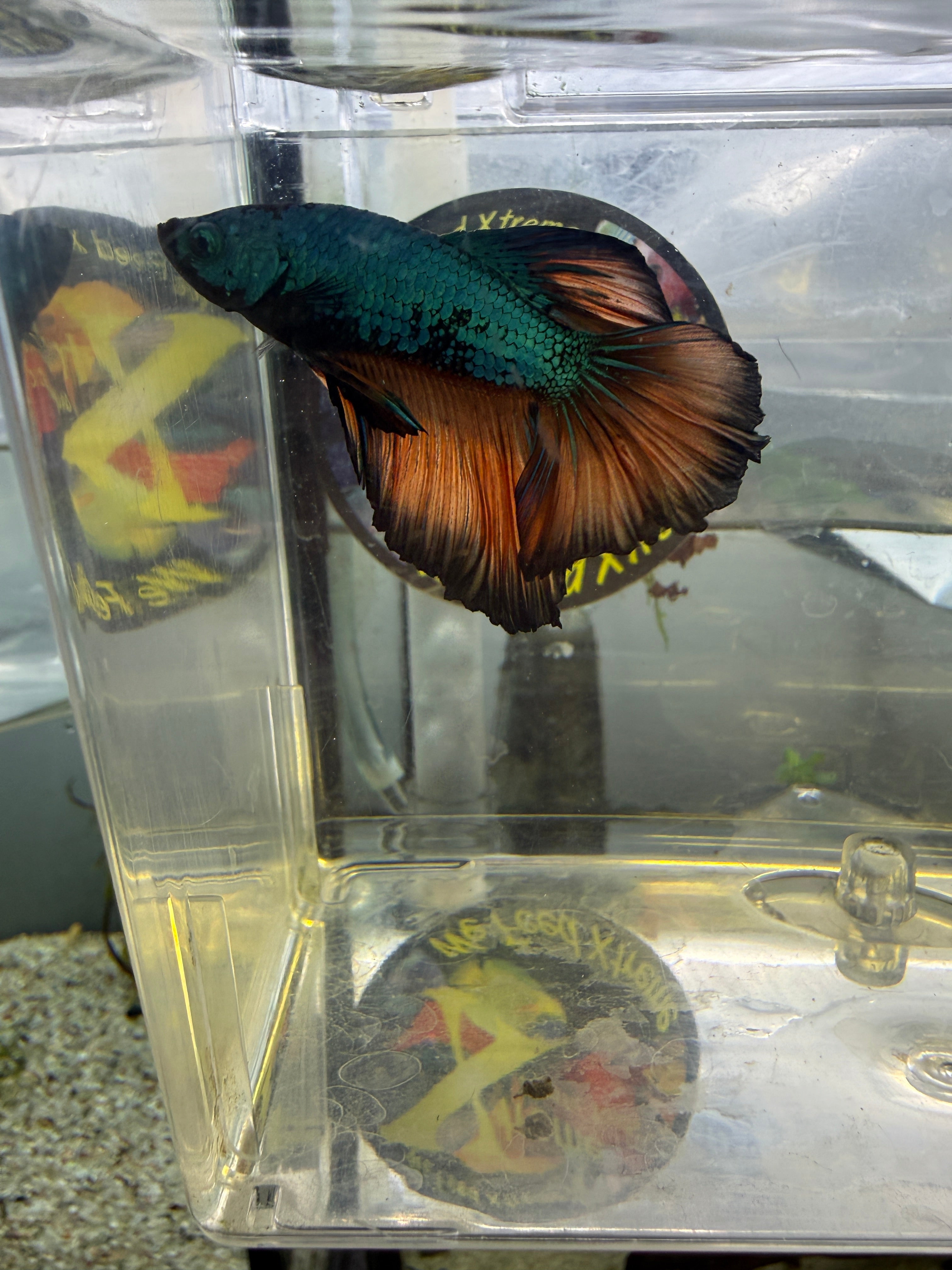 (WYSIWYG) Halfmoon Male Betta - Mustard Gas