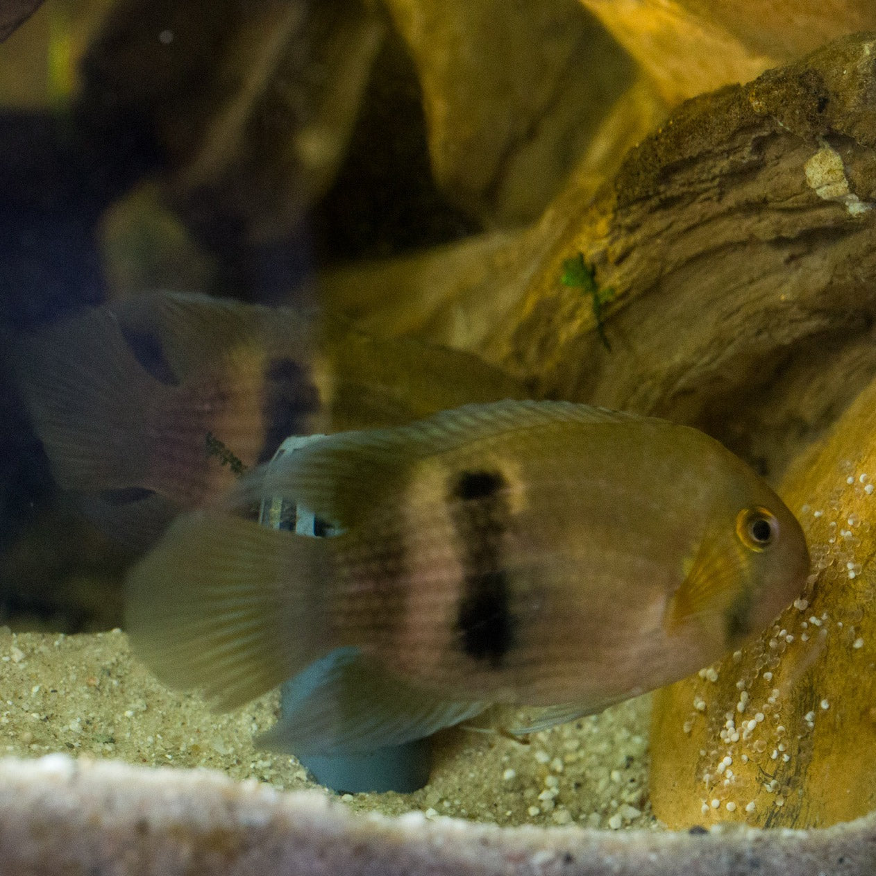 Keyhole Cichlid