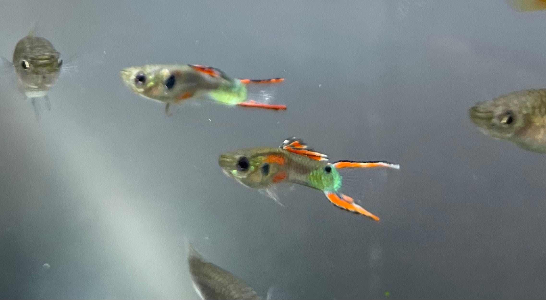 Endler Guppy Pair