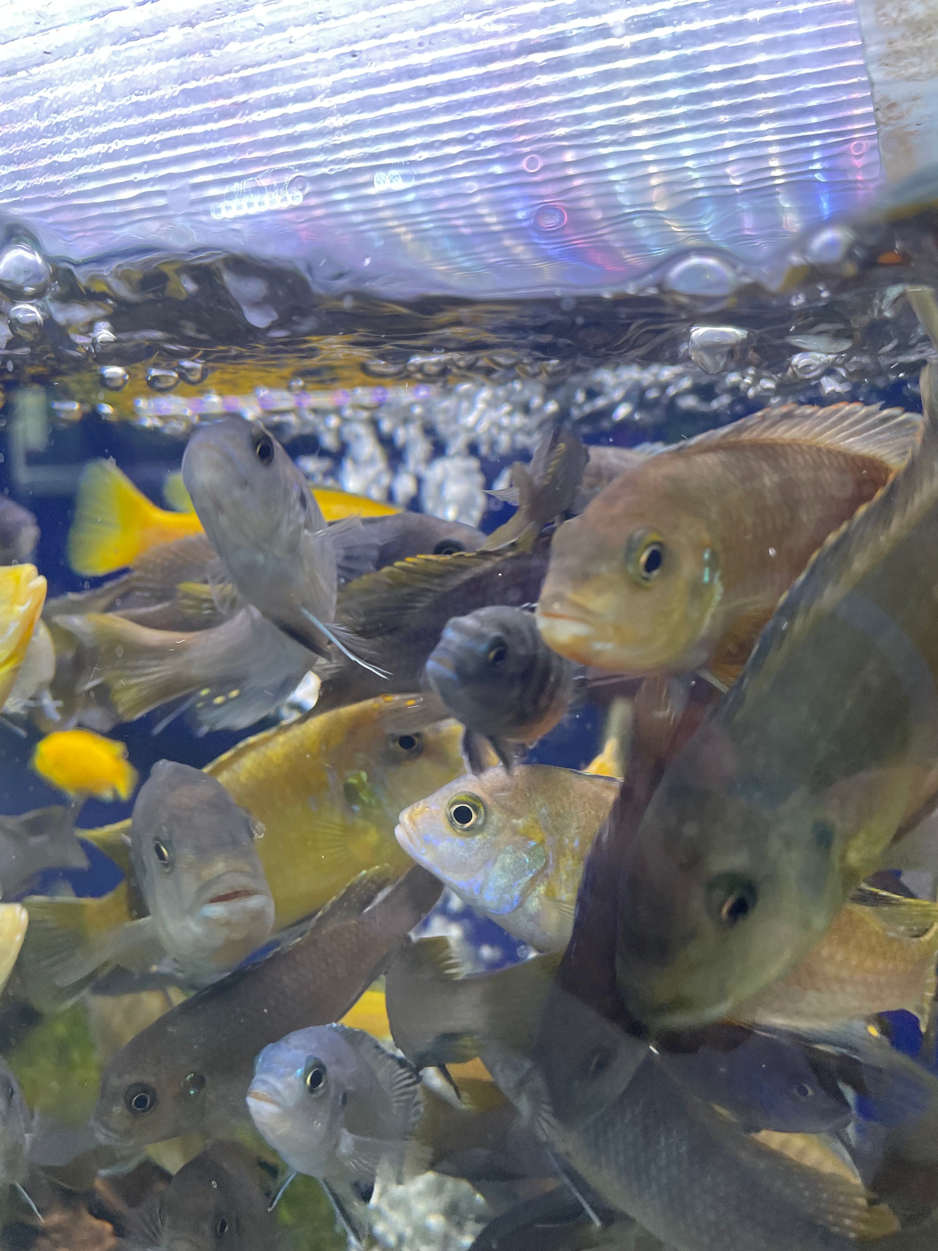 Lucky Dip 5x Mbuna Cichlids