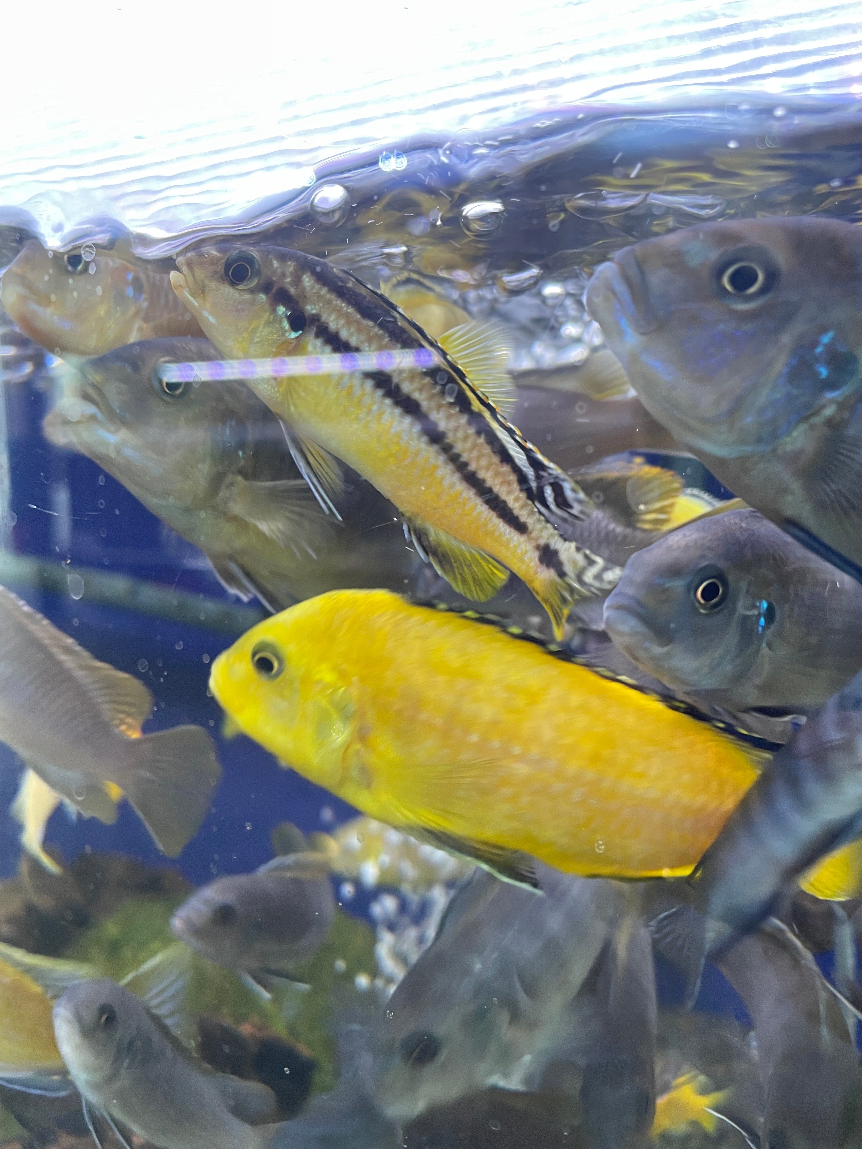 Lucky Dip 5x Mbuna Cichlids