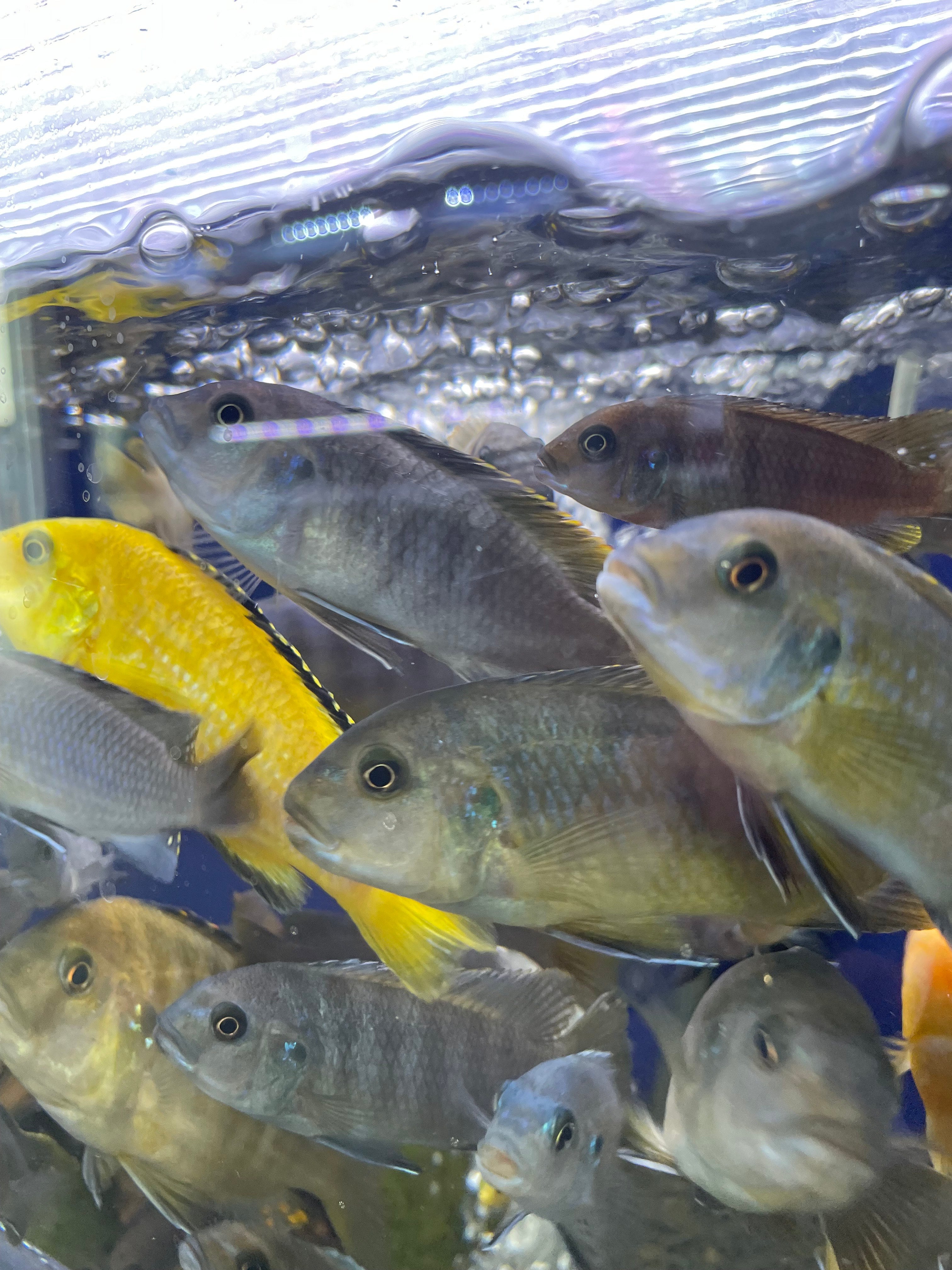 Lucky Dip 5x Mbuna Cichlids