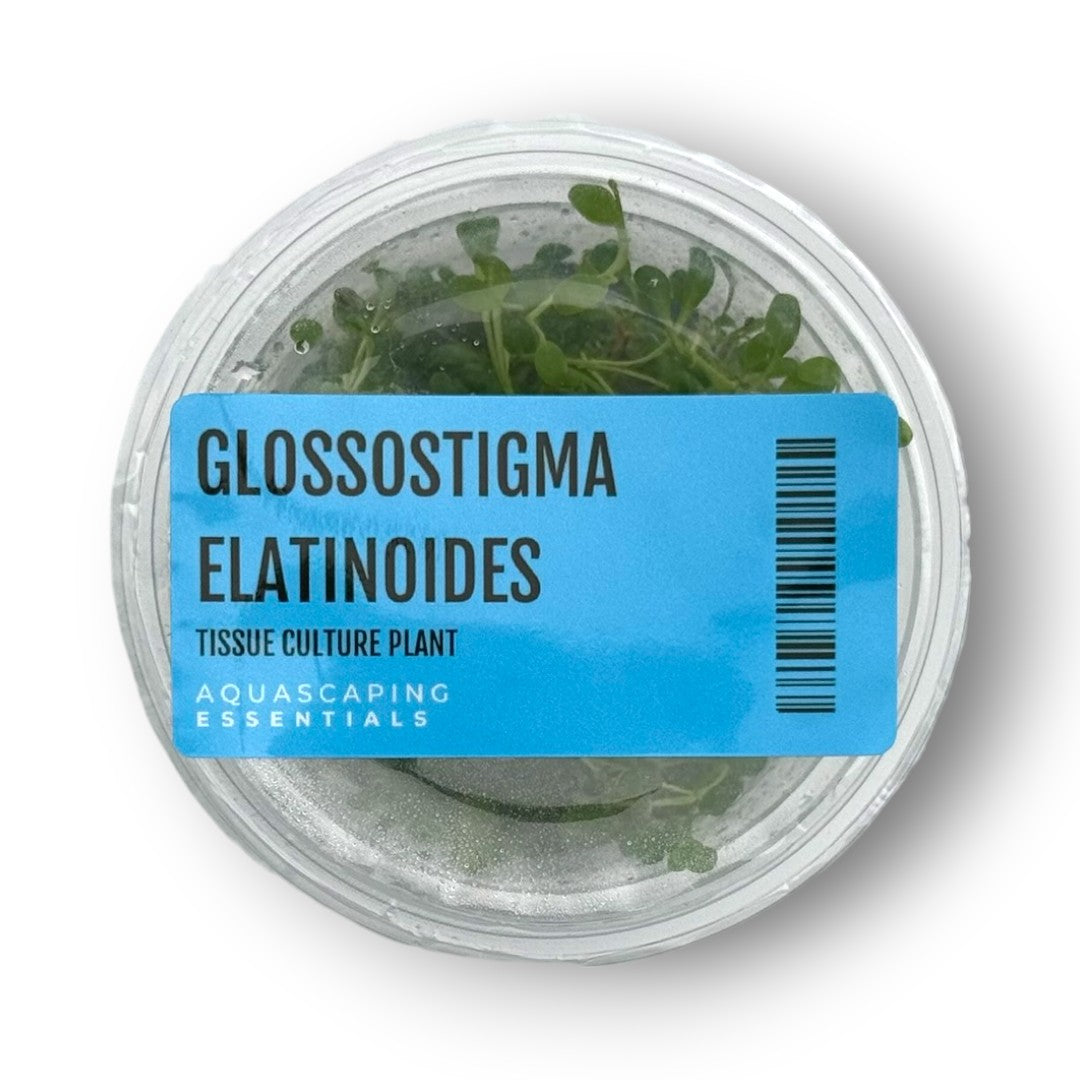 Glossostigma Elatinoides Tissue Culture