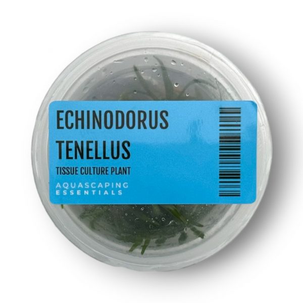 Echinodorus Tenellus Tissue Culture