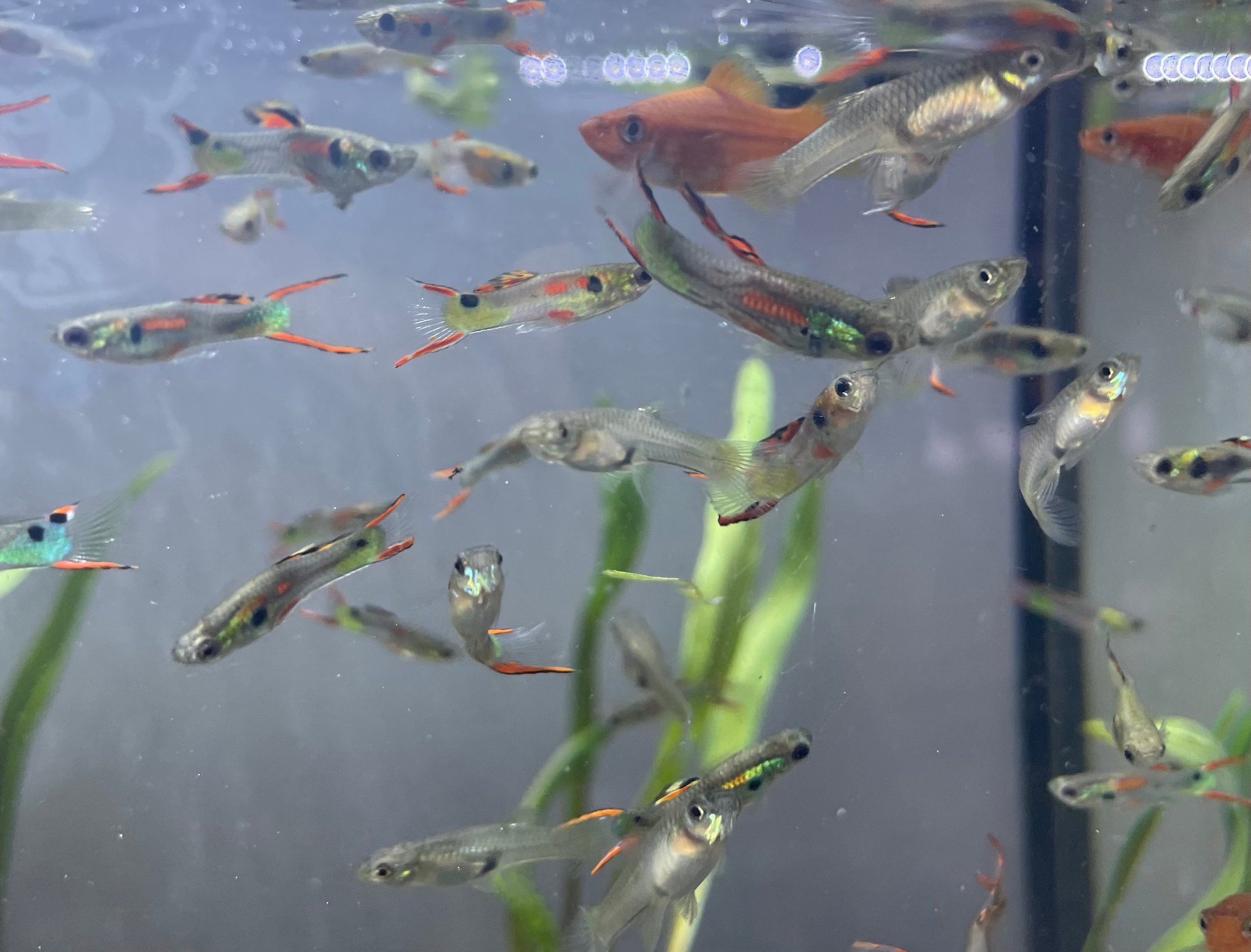 Endler Guppy Pair