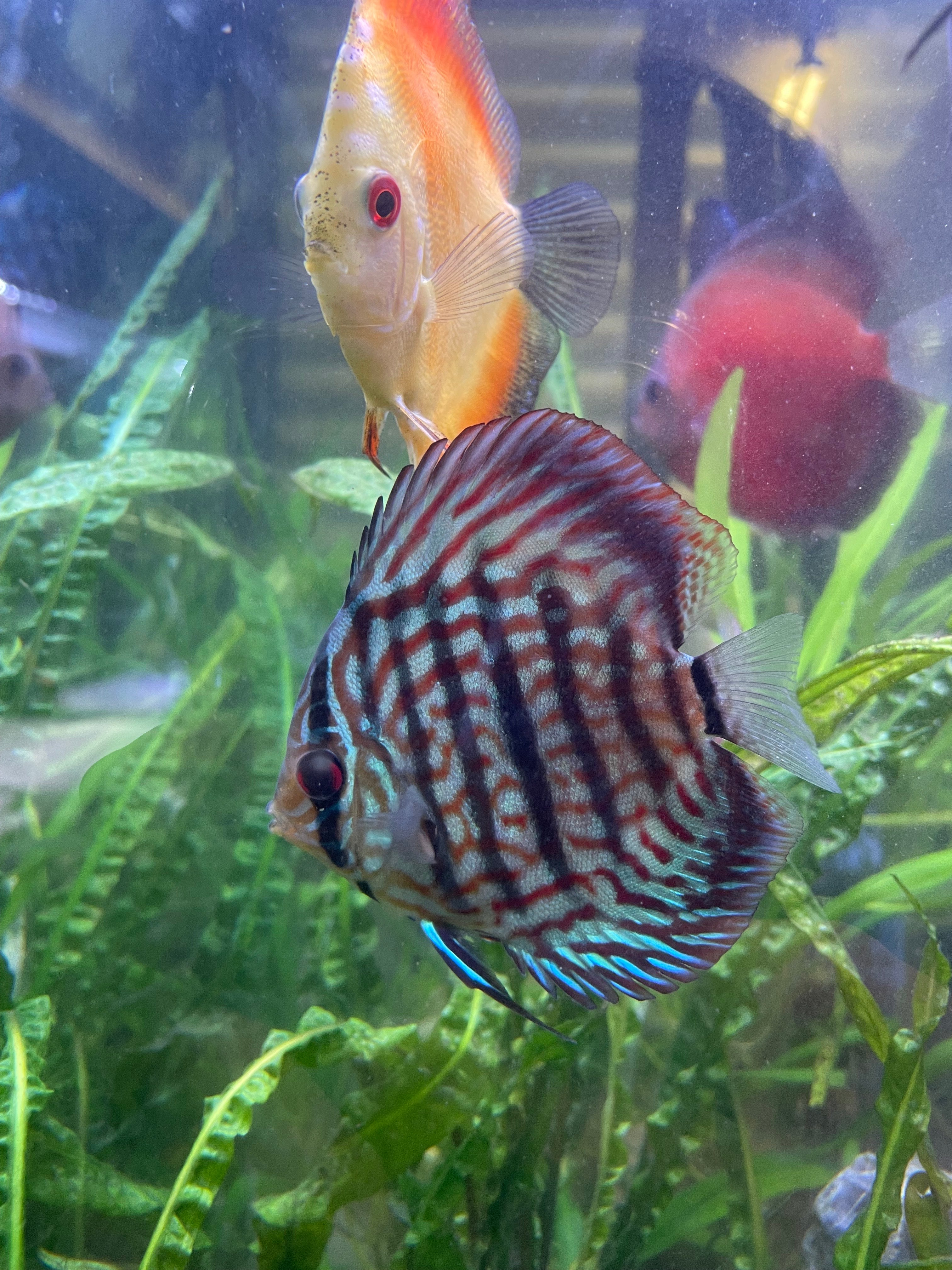 Vietnamese Heckle × Turquoise Discus