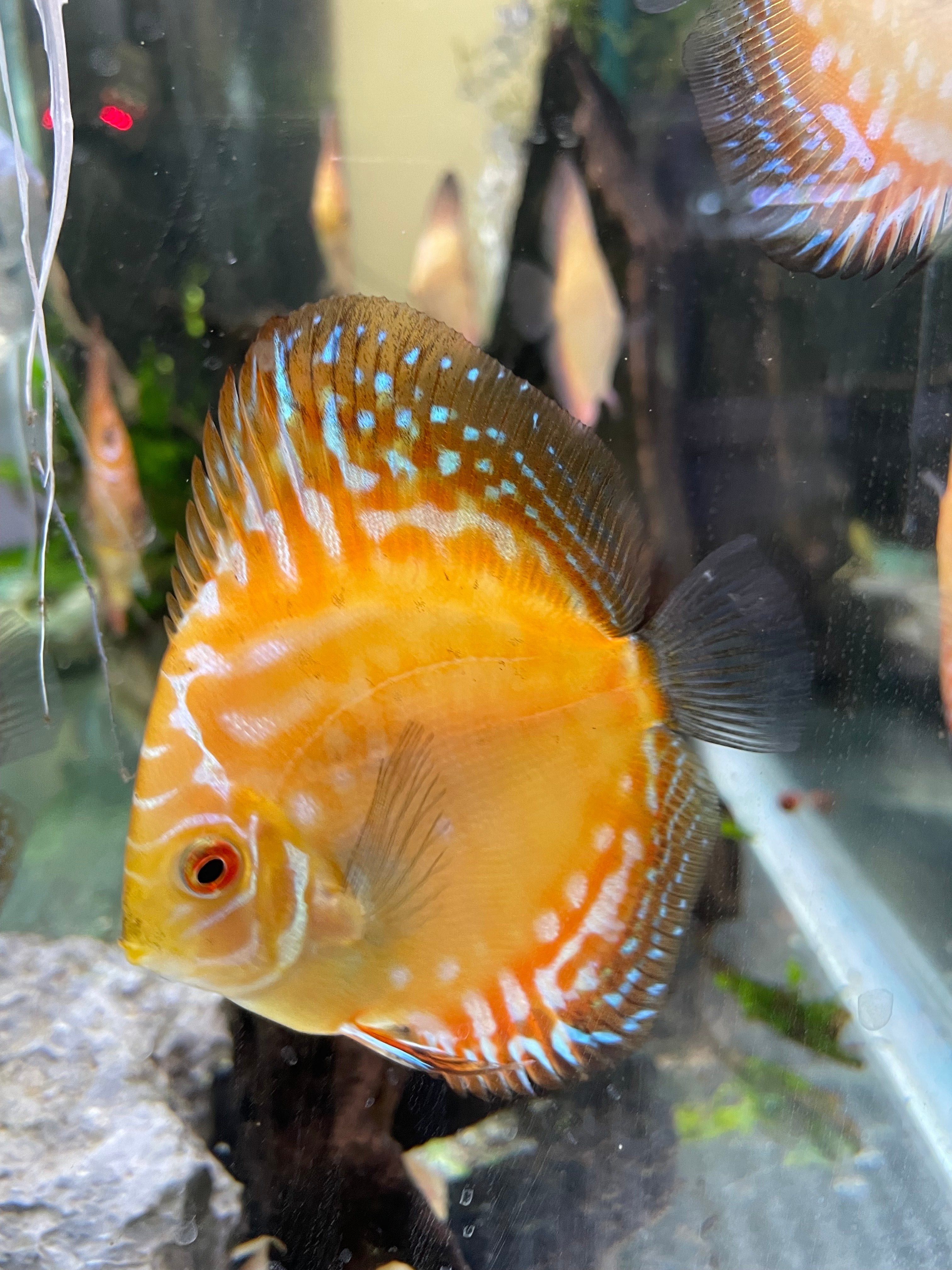 Orange Checkerboard Discus (Medium)