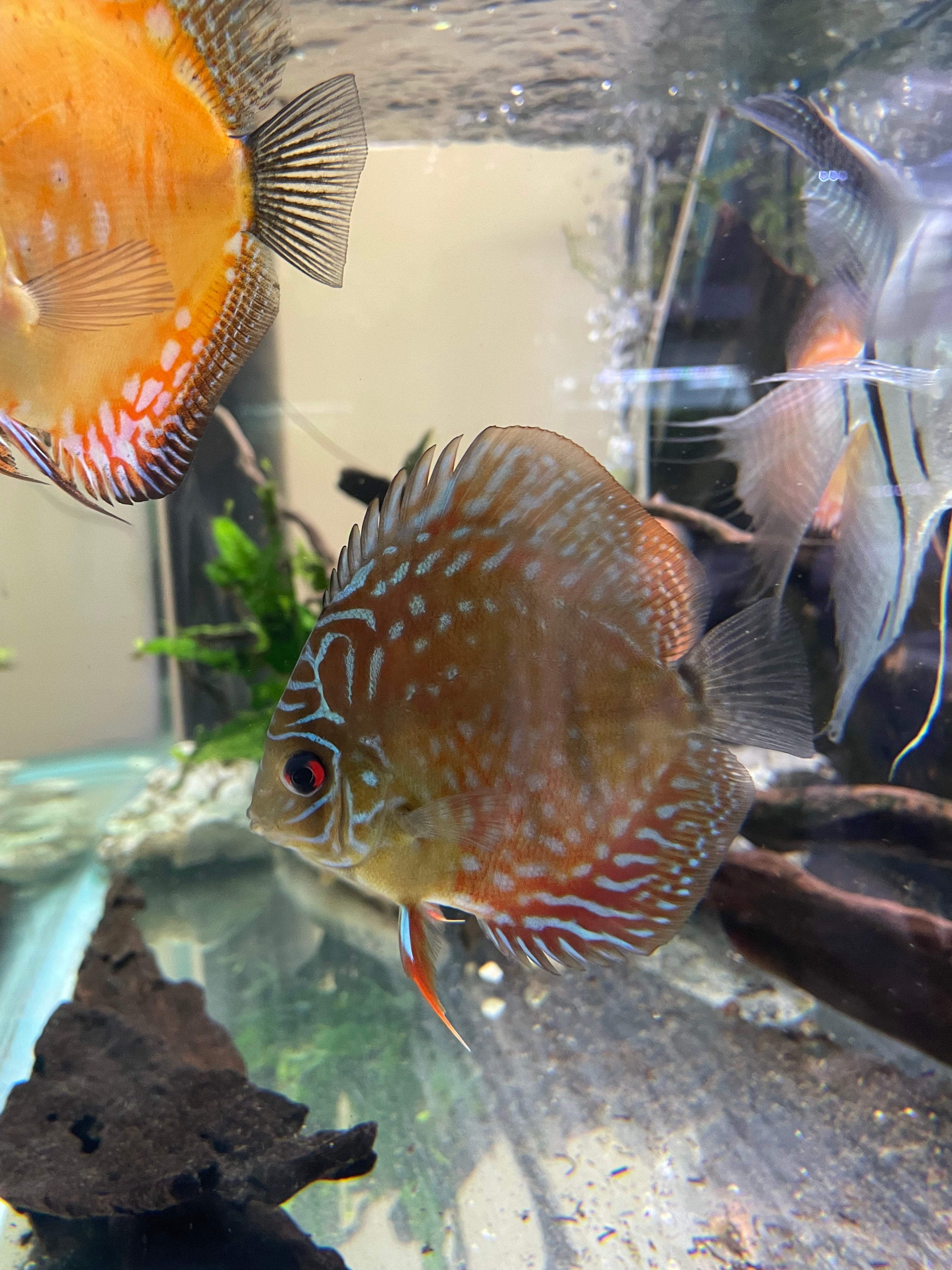 Vietnamese Heckle × Turquoise Discus