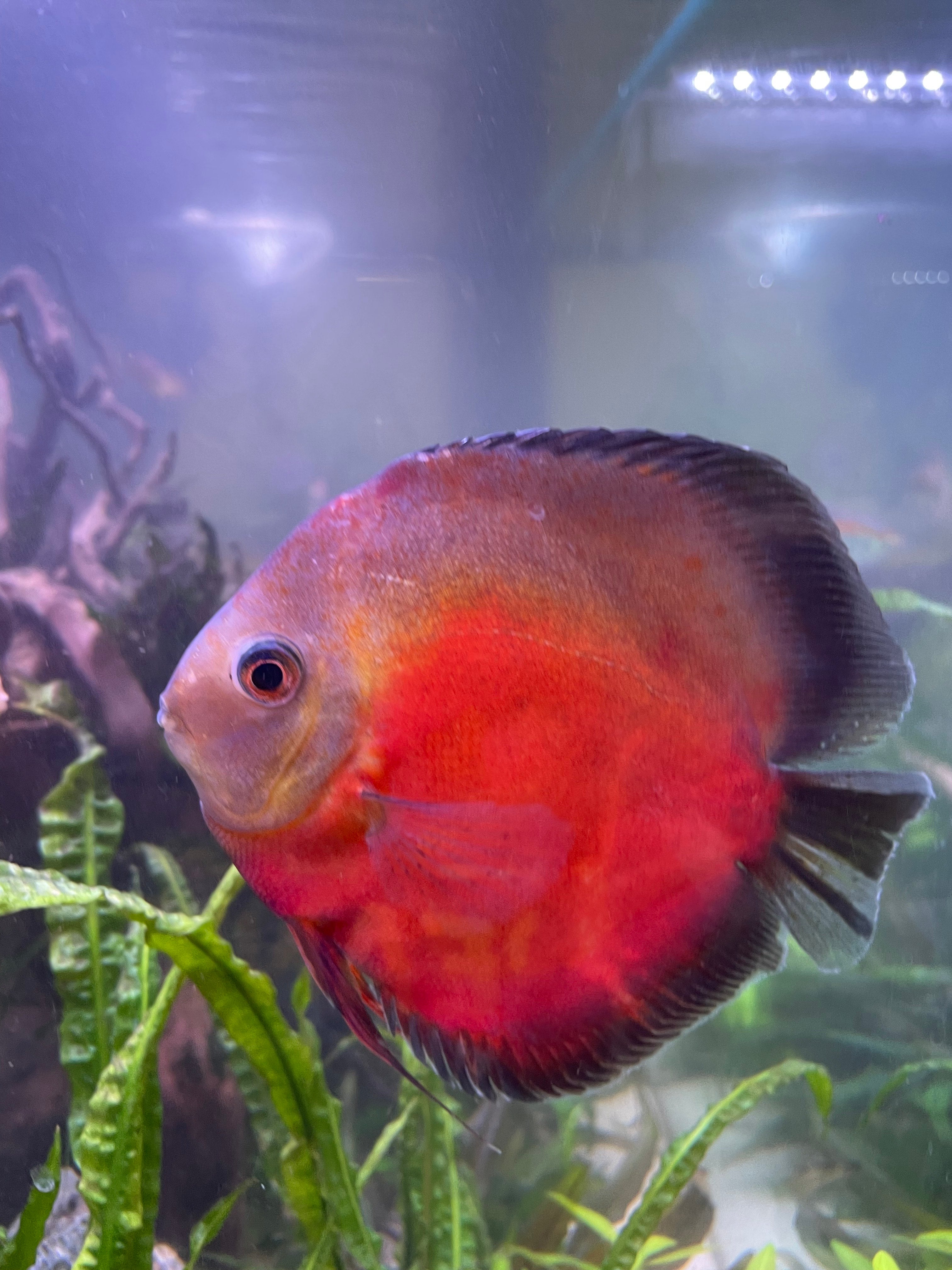 Melon Discus Extra Large