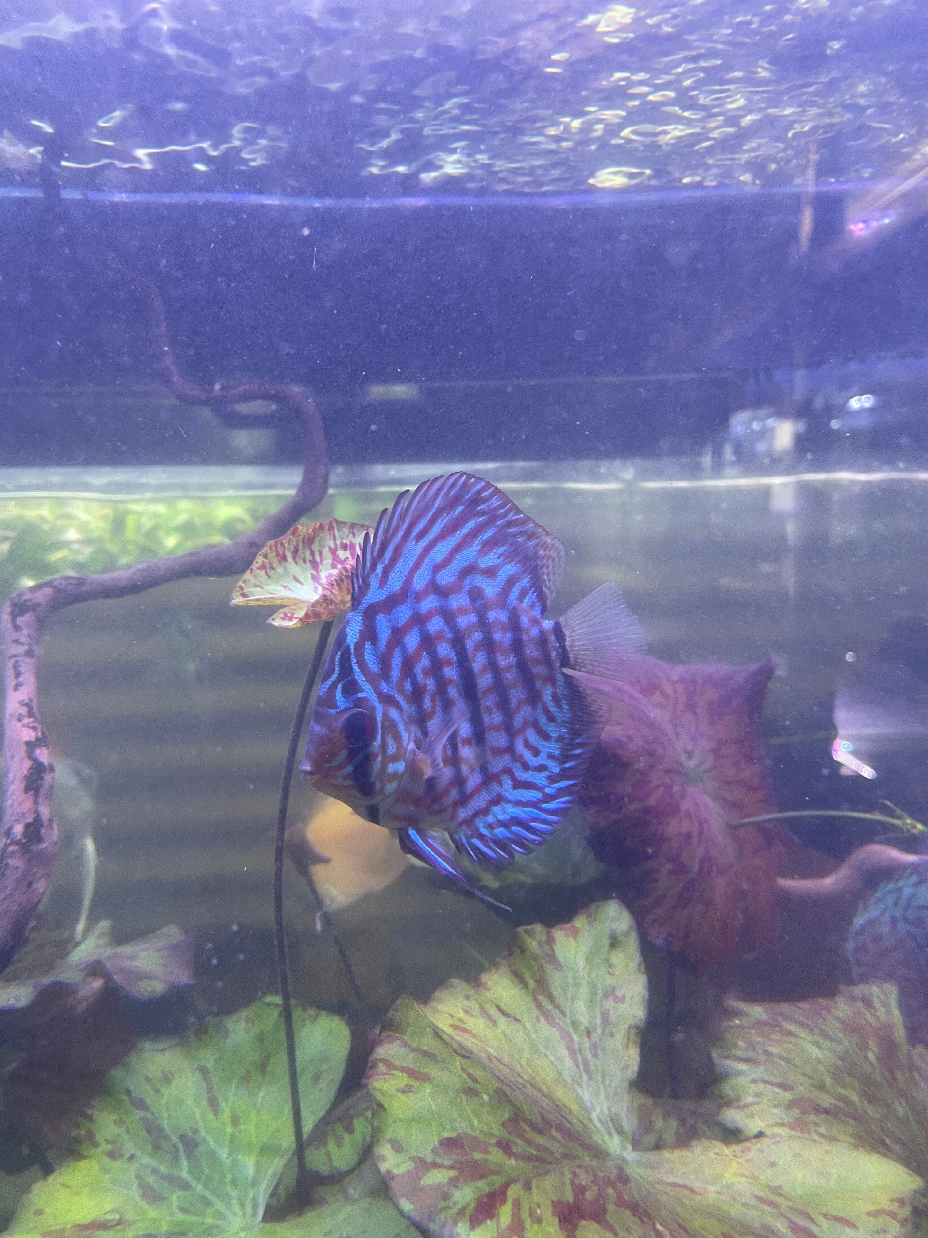Vietnamese Heckle × Turquoise Discus